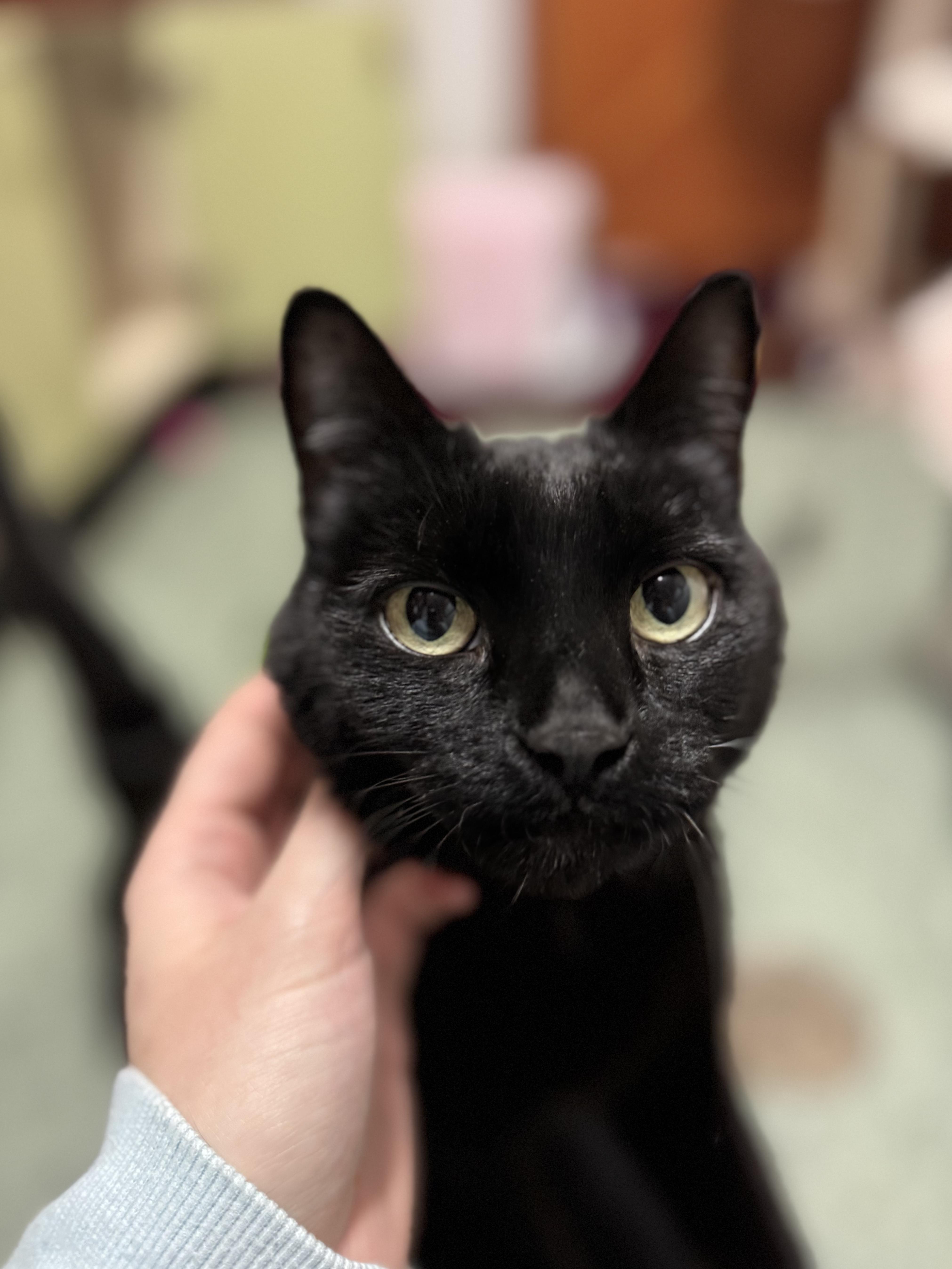 Watson #39602 (6 Years Old) , a Adoptable Domestic Short Hair in Langley, BC image 1/6