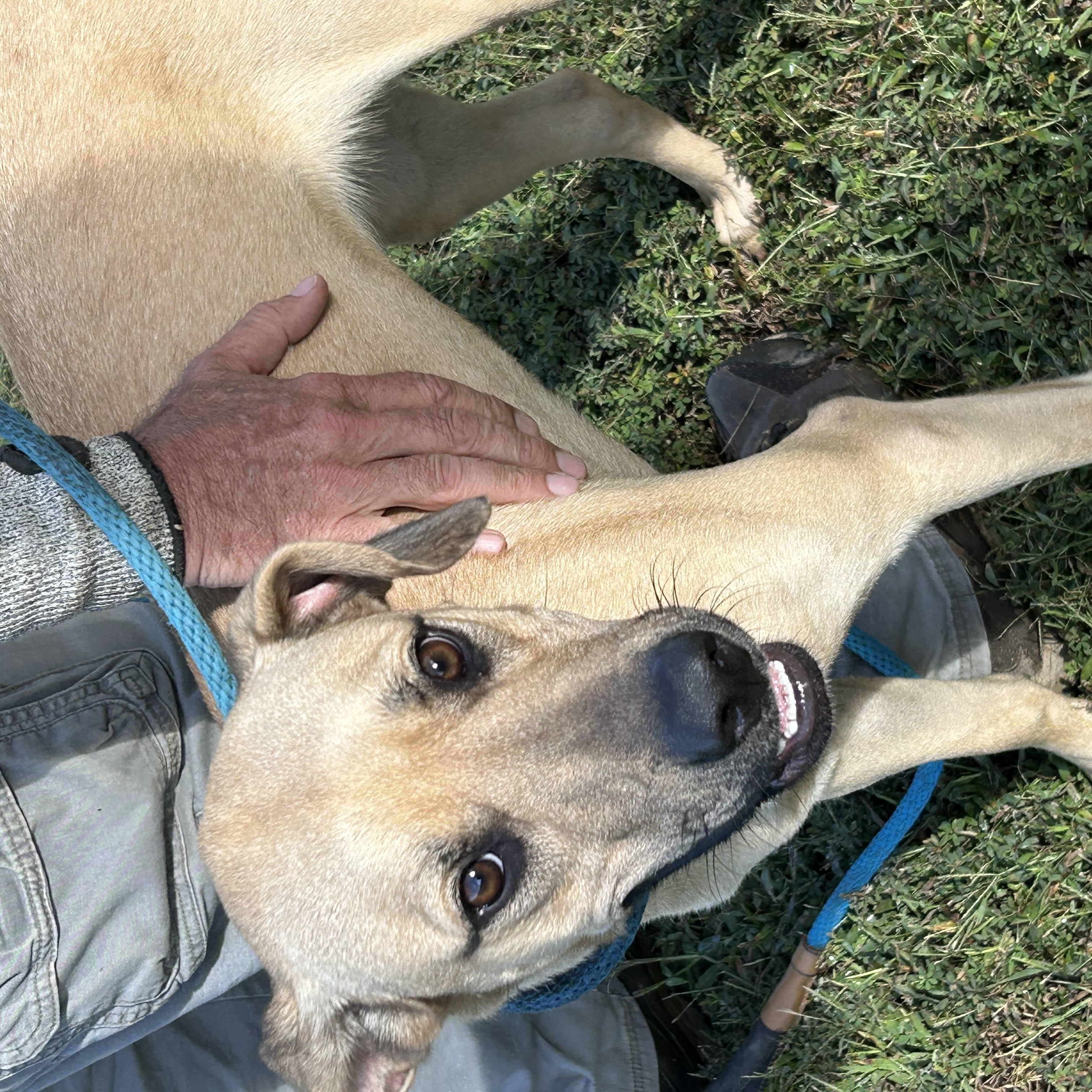 Daisy, Adoptable, Adult Female Shepherd.