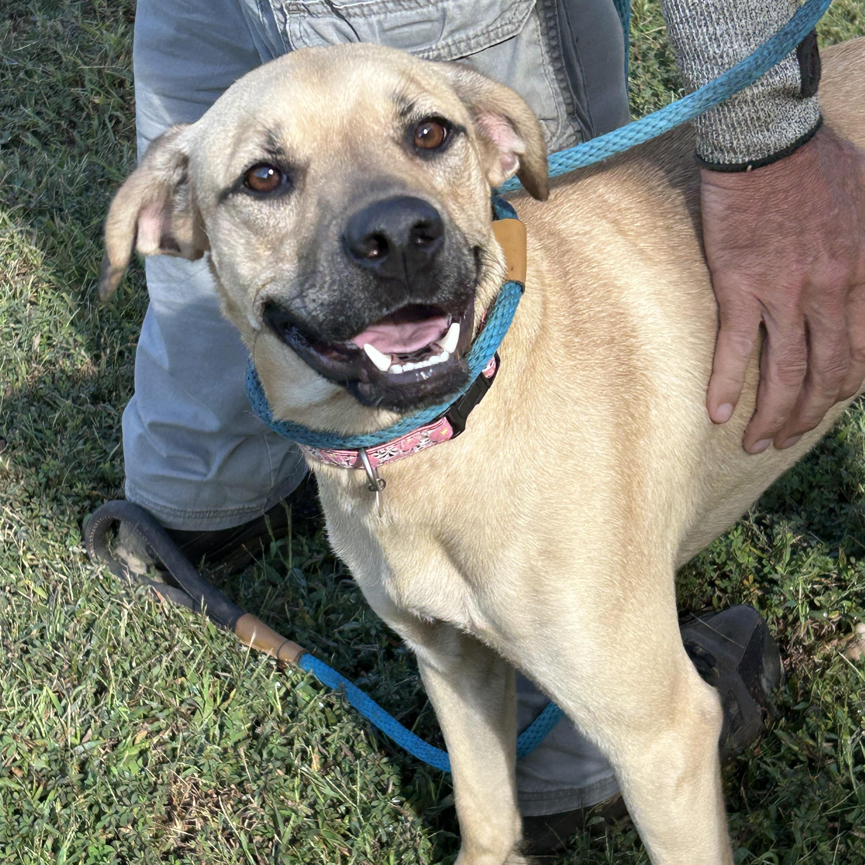 Enlarge Daisy, a Adoptable mixed breed in Charles City, VA image 2/4