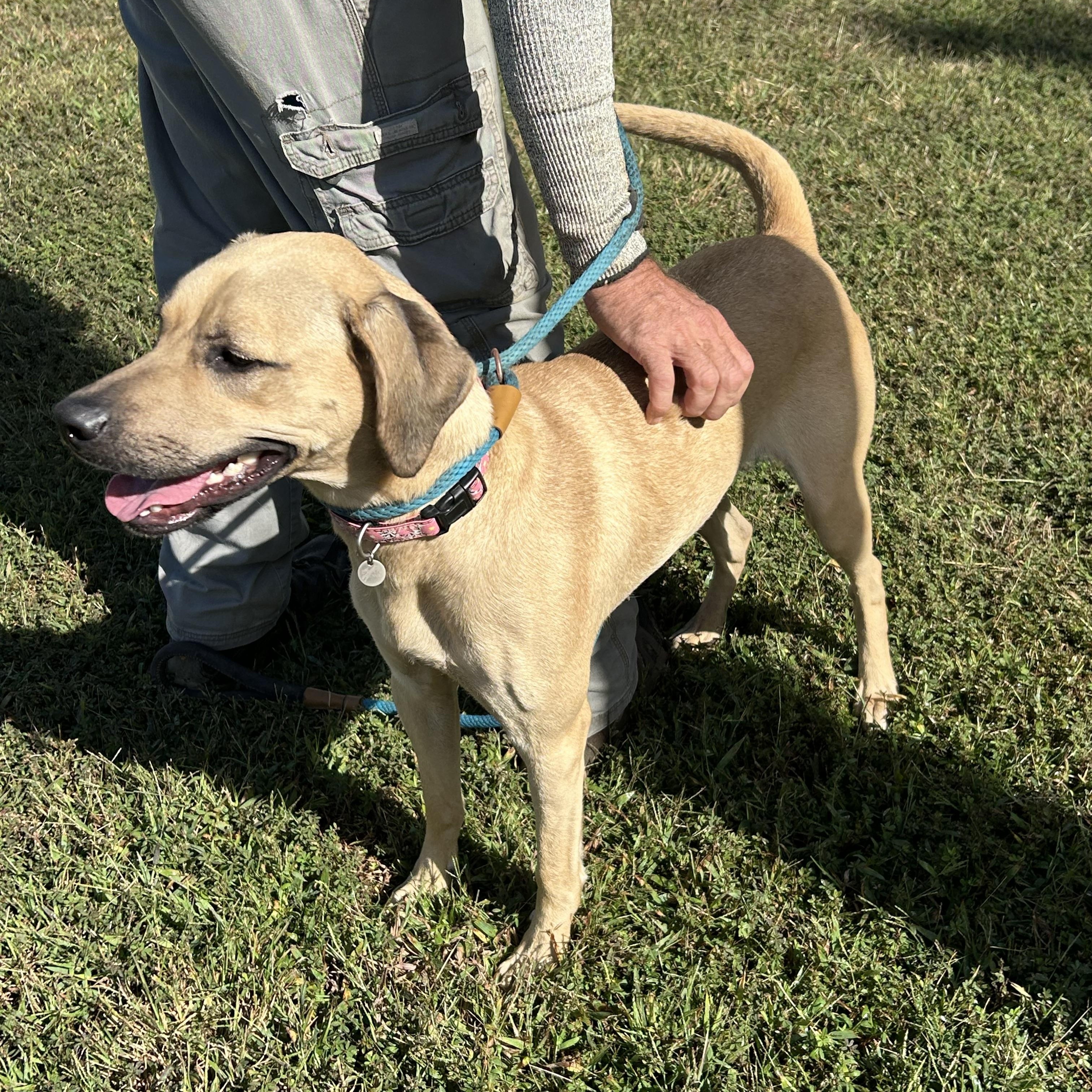 Enlarge Daisy, a Adoptable mixed breed in Charles City, VA image 3/4