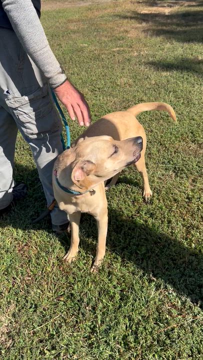 Enlarge Daisy, a Adoptable mixed breed in Charles City, VA video 4/4