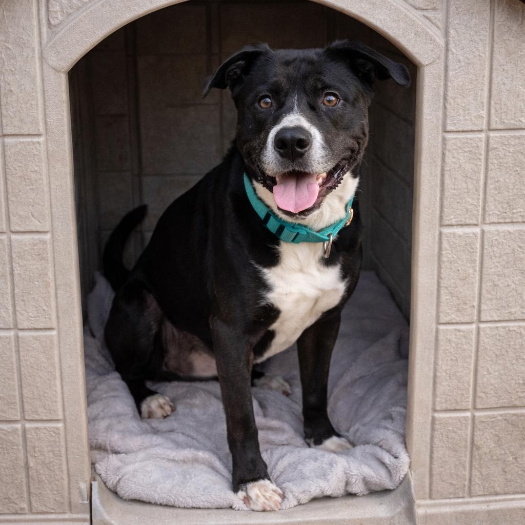 Miracle - Smart, Confident and Loves Car Rides! Please read her story! — thumbnail 2