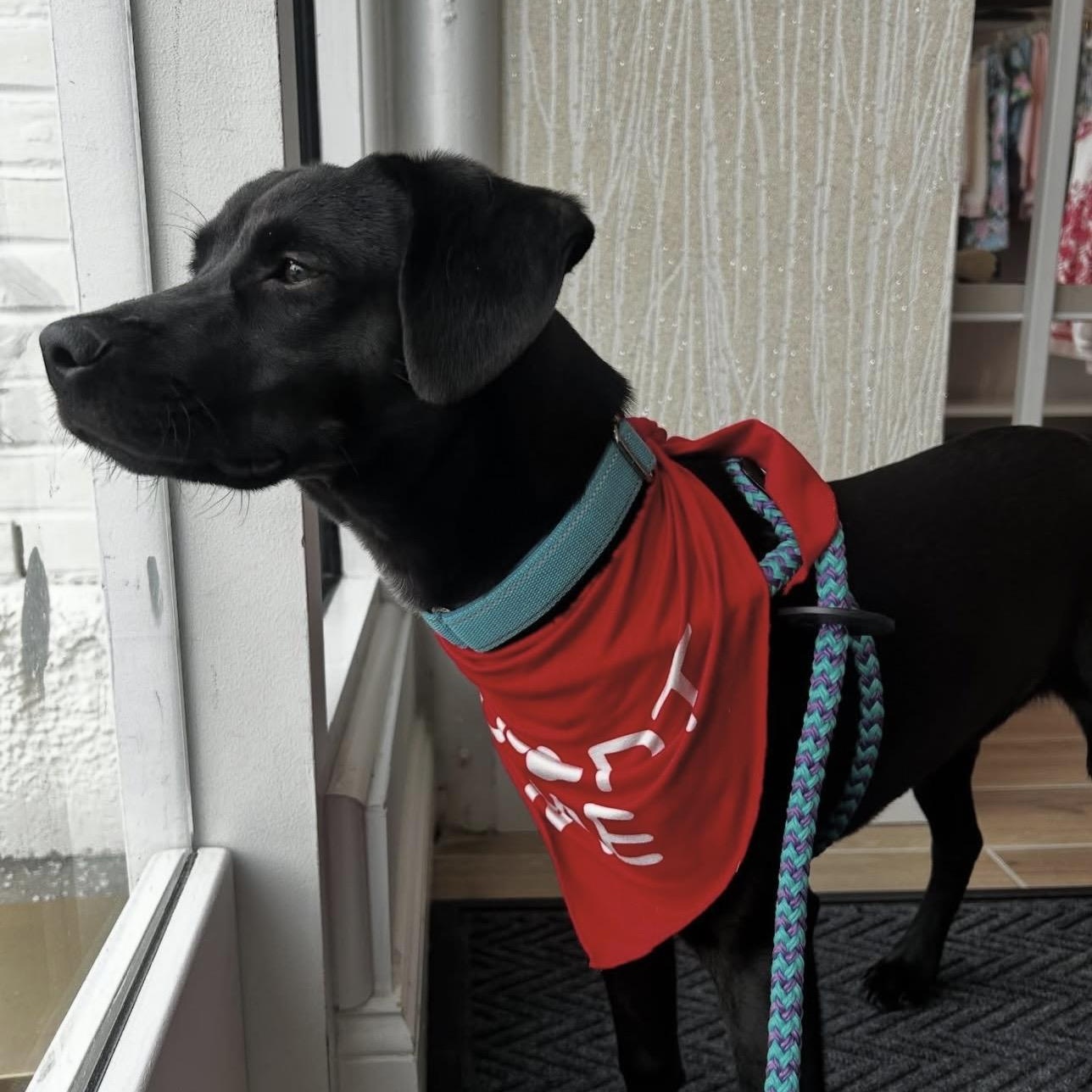 DUTTON, Adoptable, Young Male Labrador Retriever.