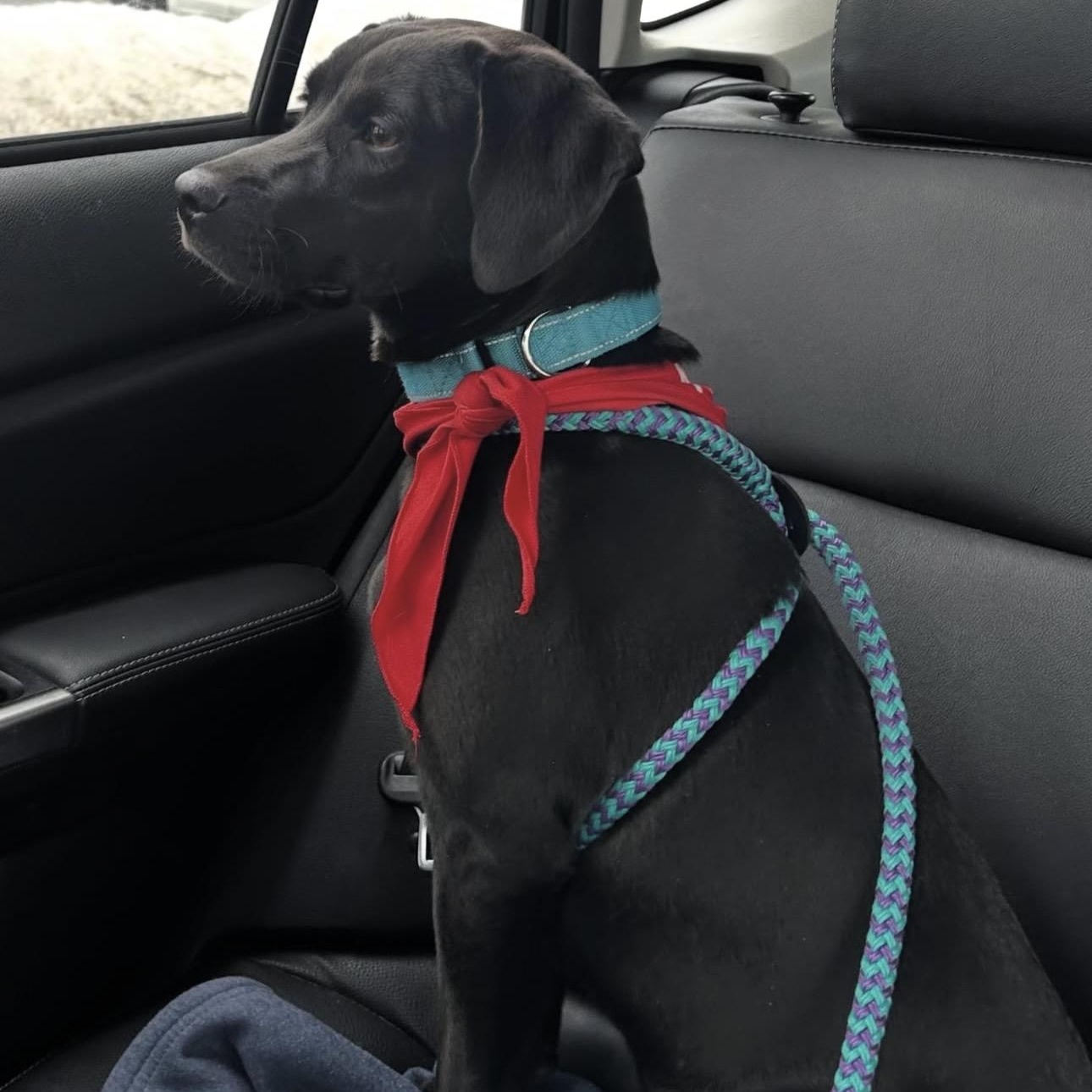 Enlarge DUTTON, a Adoptable mixed breed in Cranston, RI image 2/2