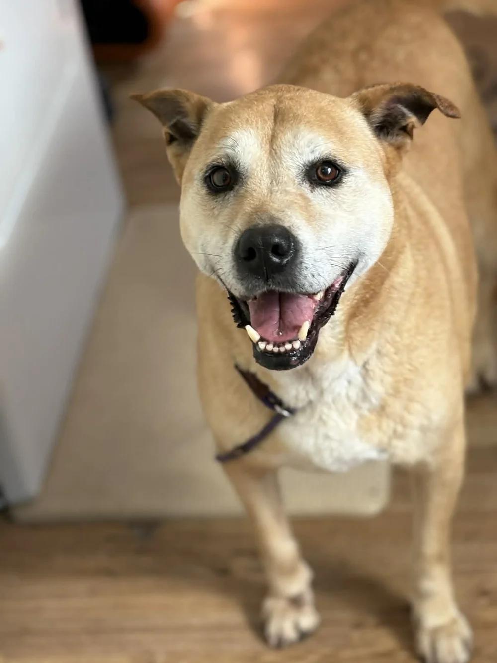 Enlarge Molly, a Adoptable mixed breed in Godfrey, IL image 1/1