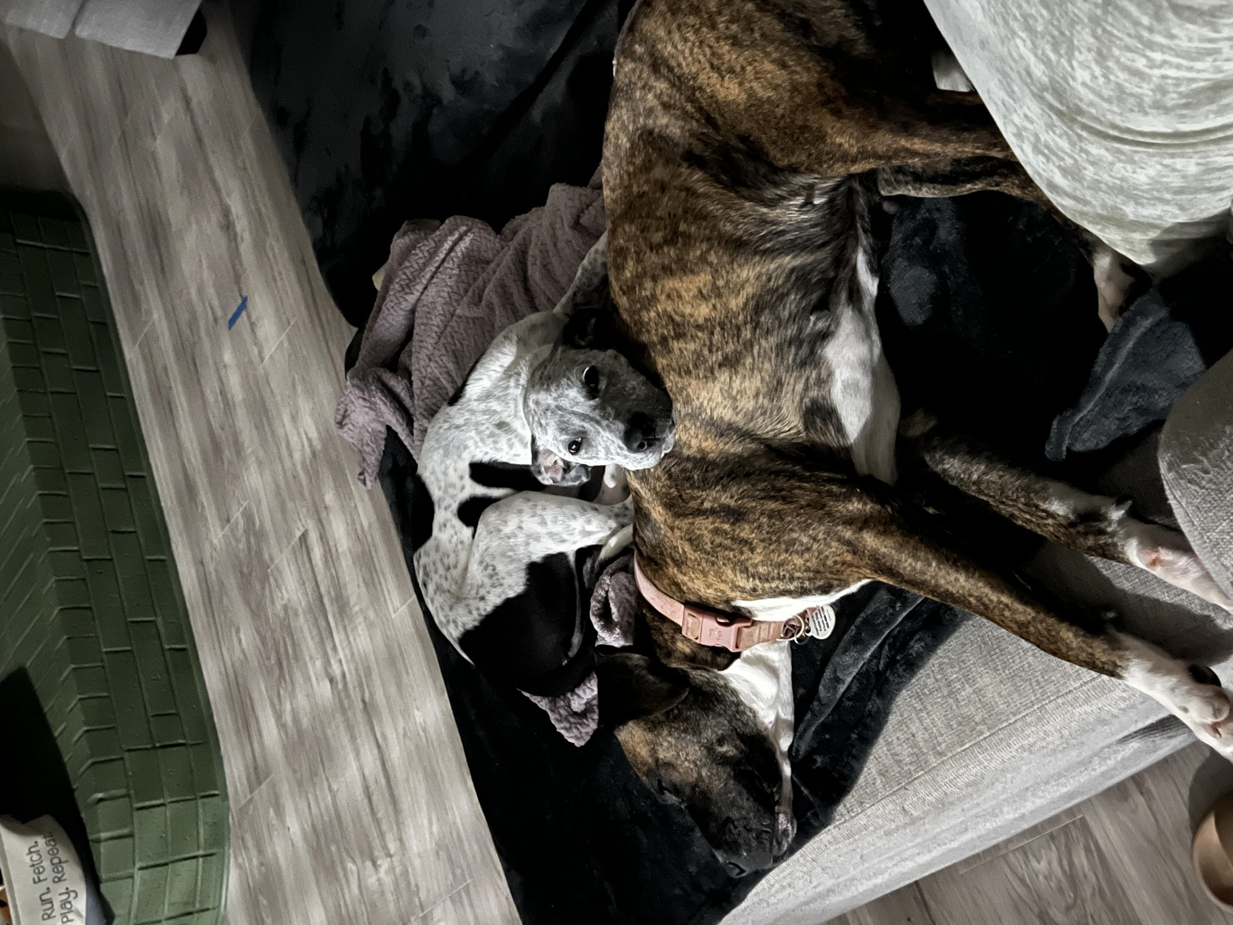 Gracie photo 6