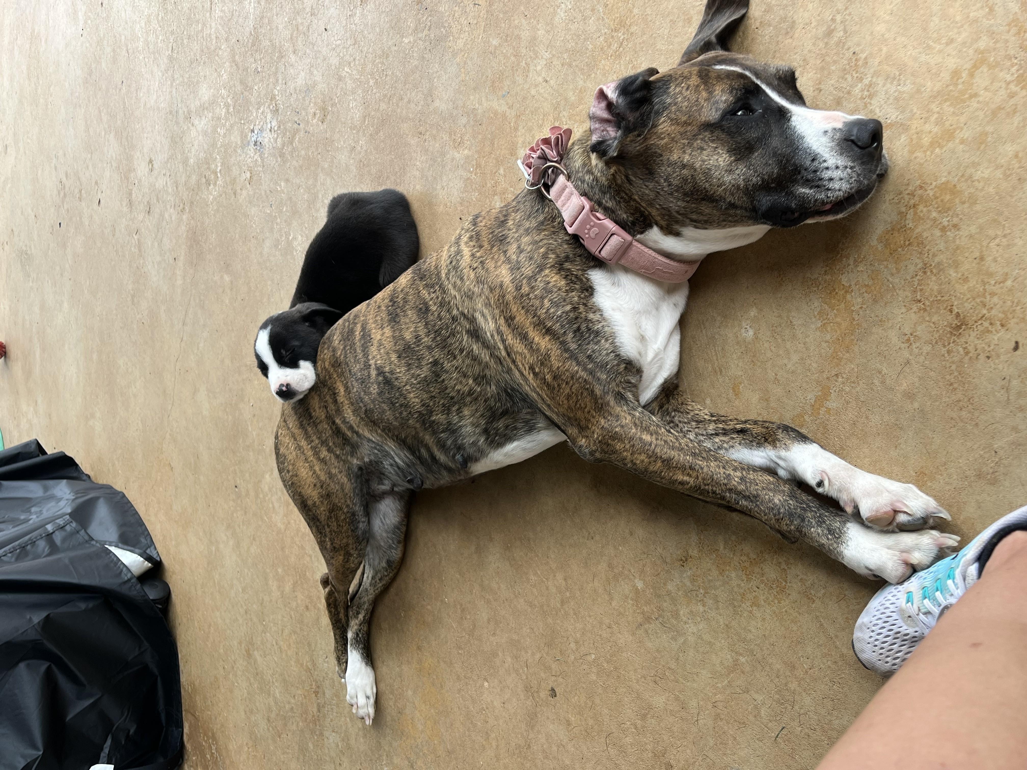 Gracie, Adult Female unknown