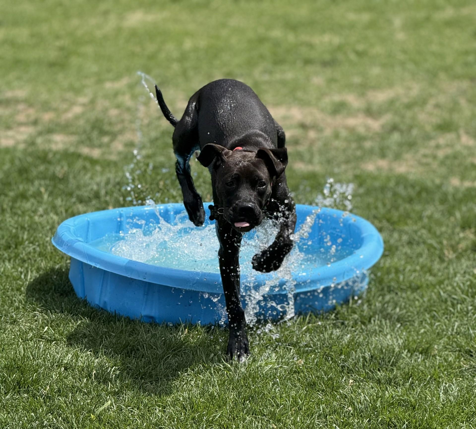 Panther, an adoptable Boxer, Labrador Retriever in Hamilton, MT, 59840 | Photo Image 2