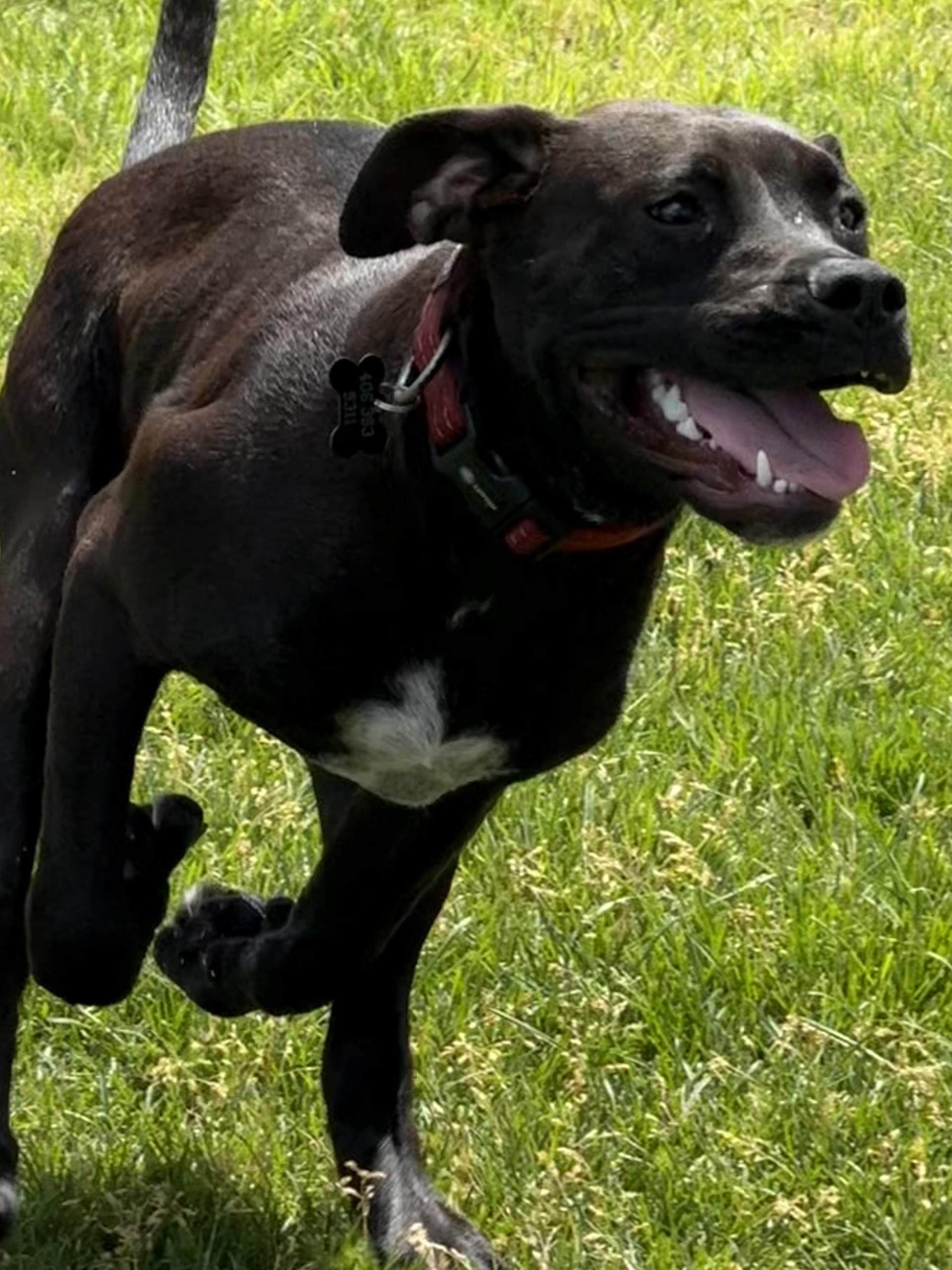 Panther, an adoptable Boxer, Labrador Retriever in Hamilton, MT, 59840 | Photo Image 6