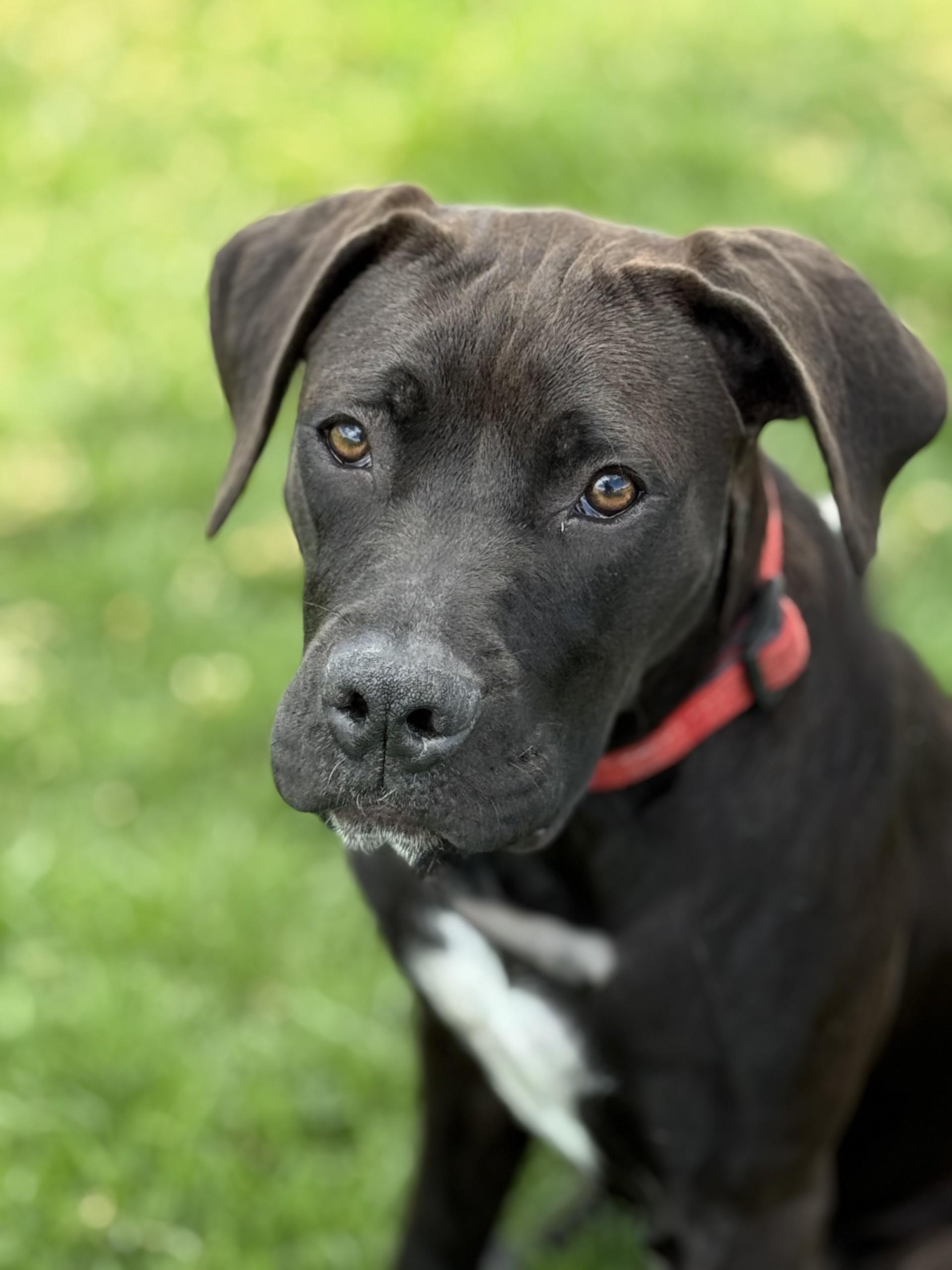 Panther, an adoptable Boxer, Labrador Retriever in Hamilton, MT, 59840 | Photo Image 3