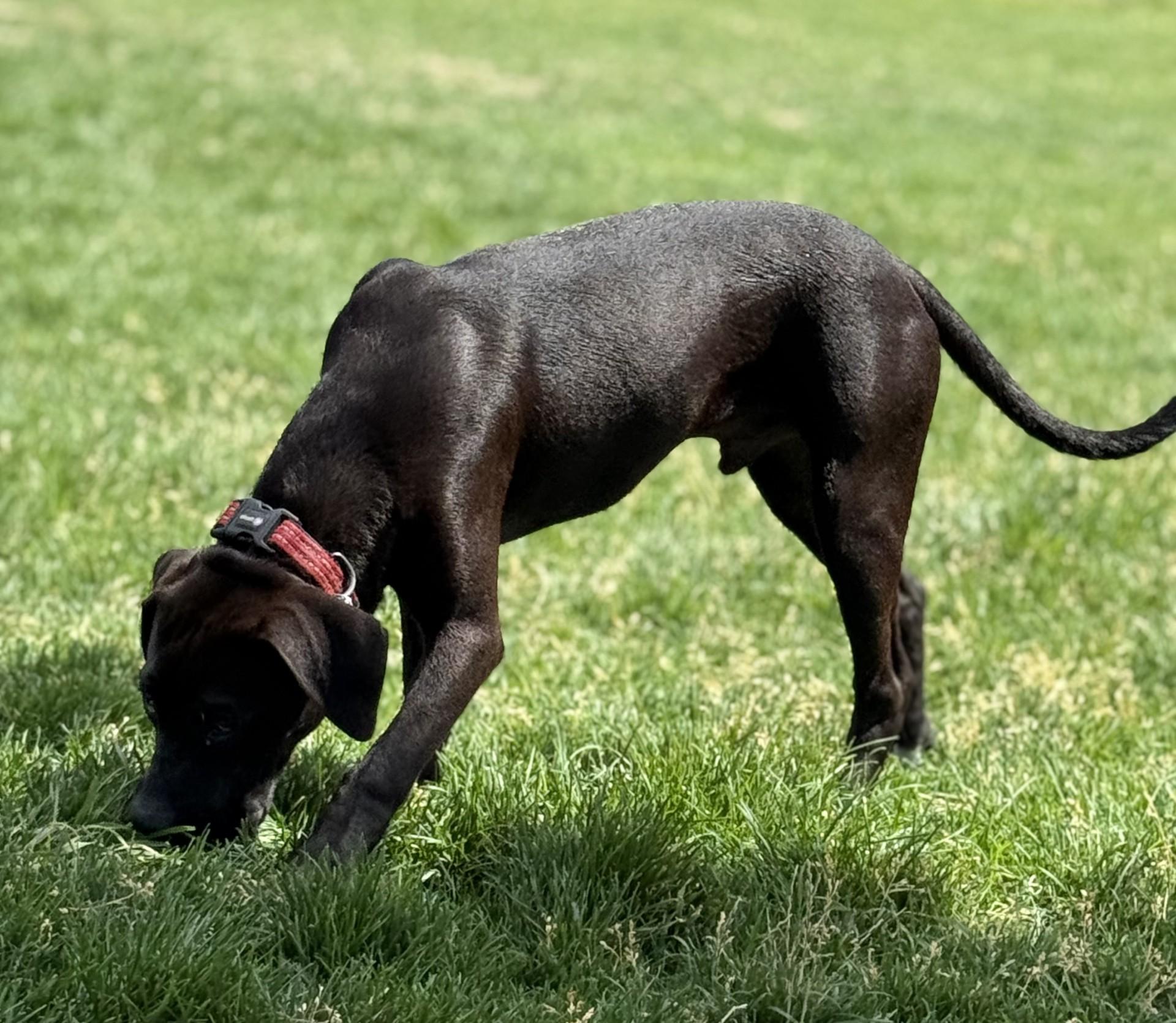 Panther, an adoptable Boxer, Labrador Retriever in Hamilton, MT, 59840 | Photo Image 4