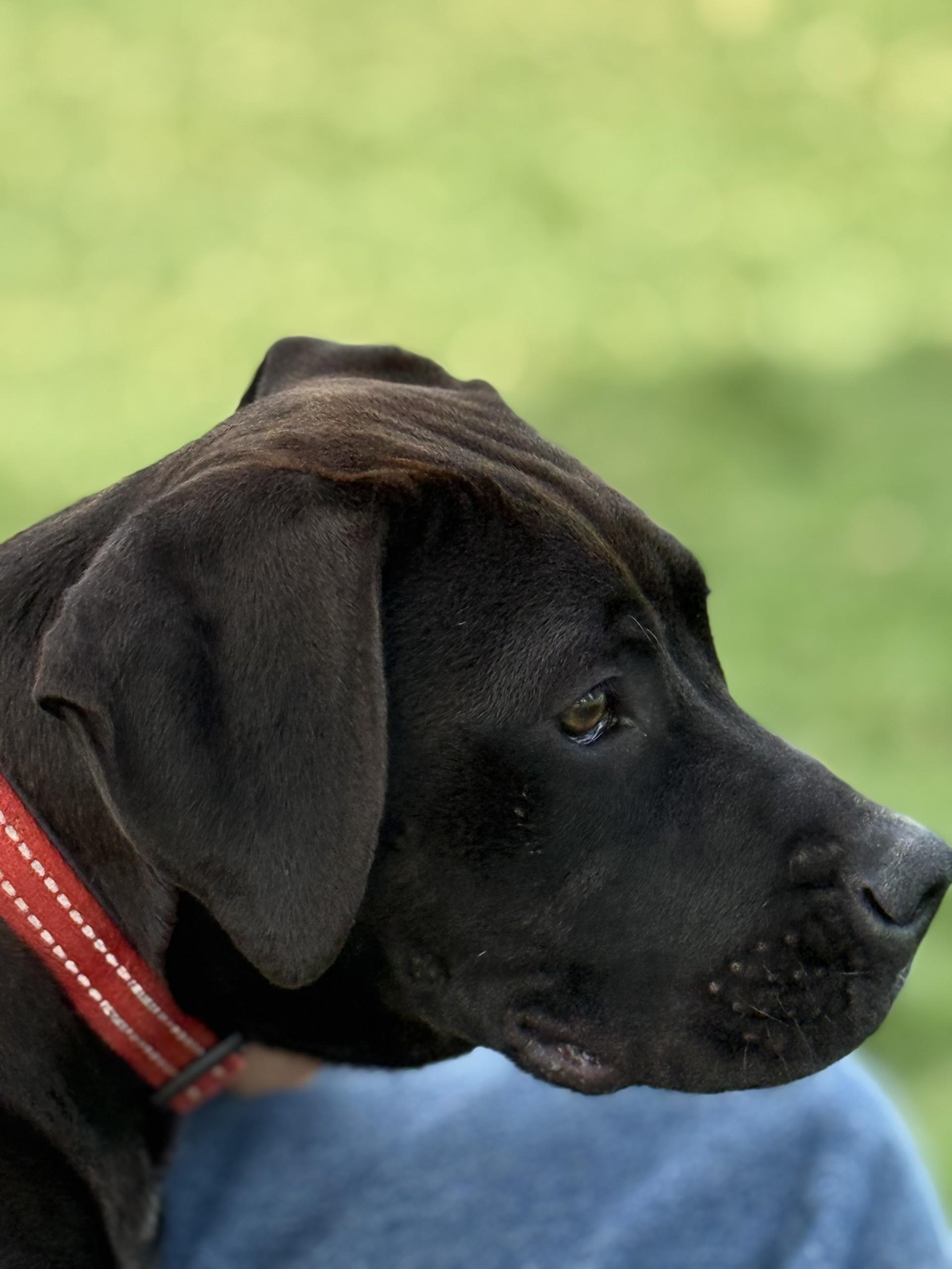 Panther, an adoptable Boxer, Labrador Retriever in Hamilton, MT, 59840 | Photo Image 1
