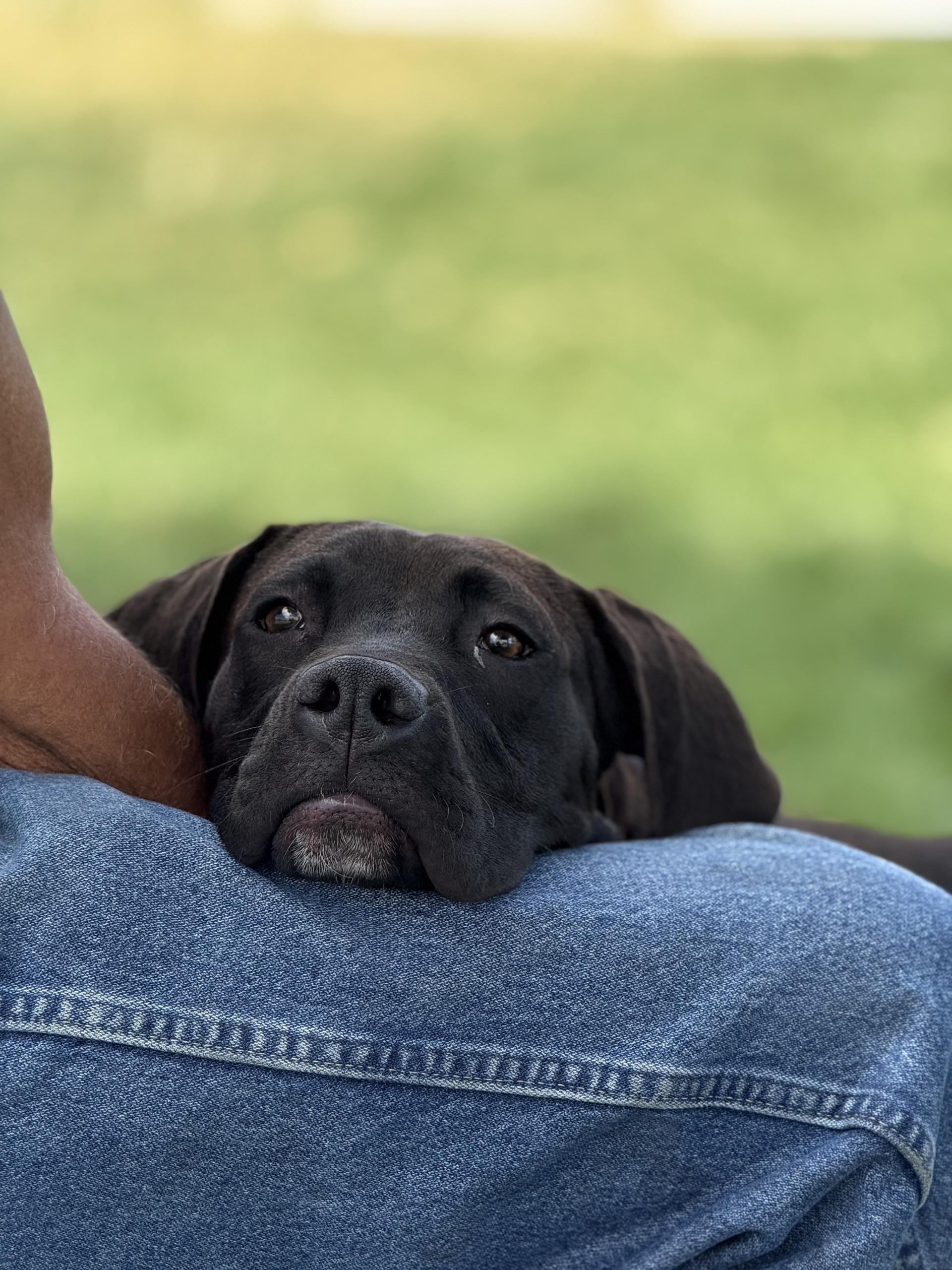 Panther, an adoptable Boxer, Labrador Retriever in Hamilton, MT, 59840 | Photo Image 5