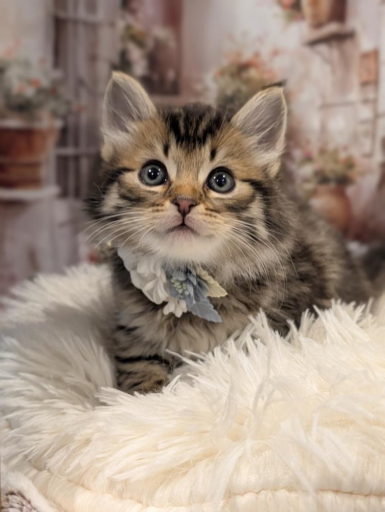 Milan, Adoptable, Kitten Male Domestic Medium Hair.
