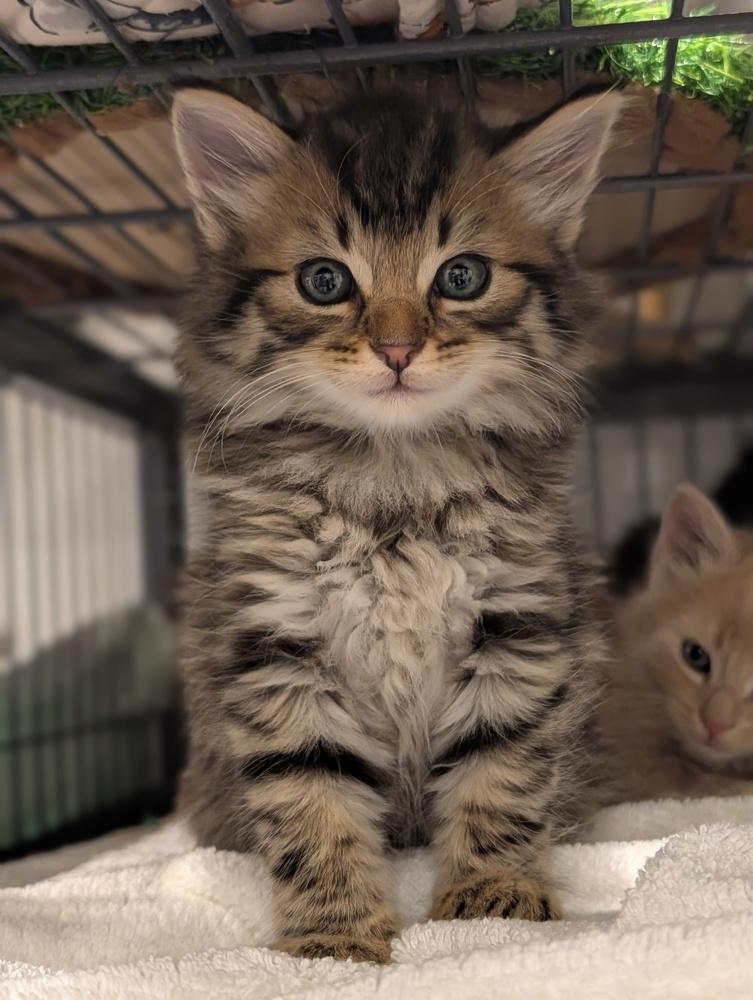 Enlarge Milan, a Adoptable Domestic Medium Hair in Fremont, CA image 2/6