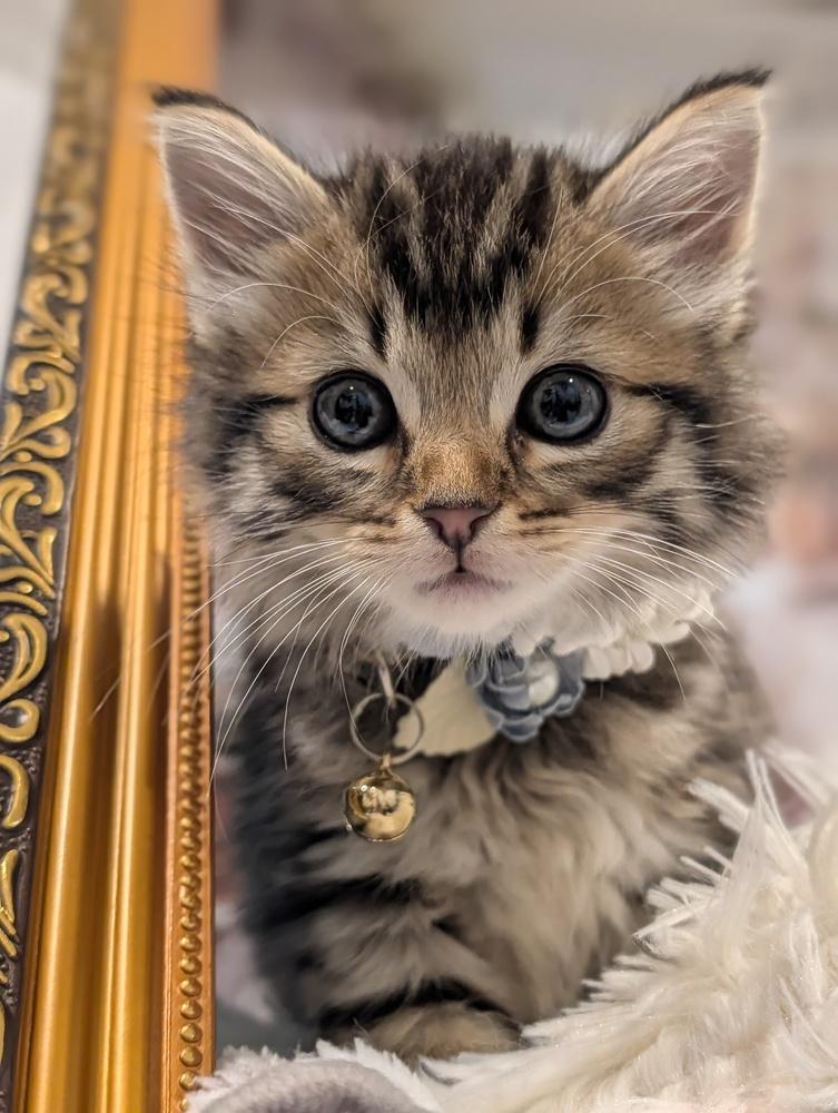 Enlarge Milan, a Adoptable Domestic Medium Hair in Fremont, CA image 3/6