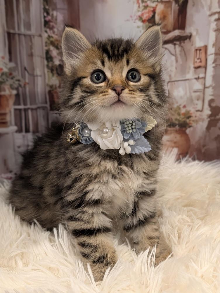 Enlarge Milan, a Adoptable Domestic Medium Hair in Fremont, CA image 4/6