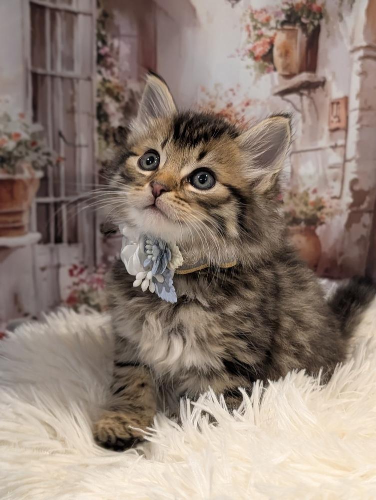 Enlarge Milan, a Adoptable Domestic Medium Hair in Fremont, CA image 5/6
