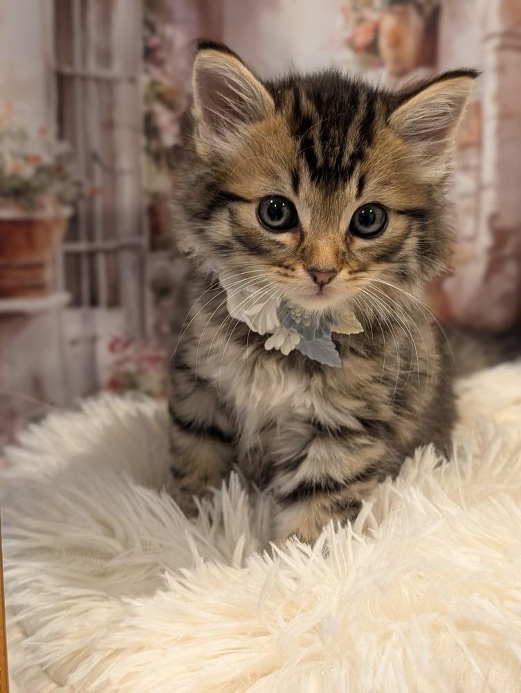 Enlarge Milan, a Adoptable Domestic Medium Hair in Fremont, CA image 6/6