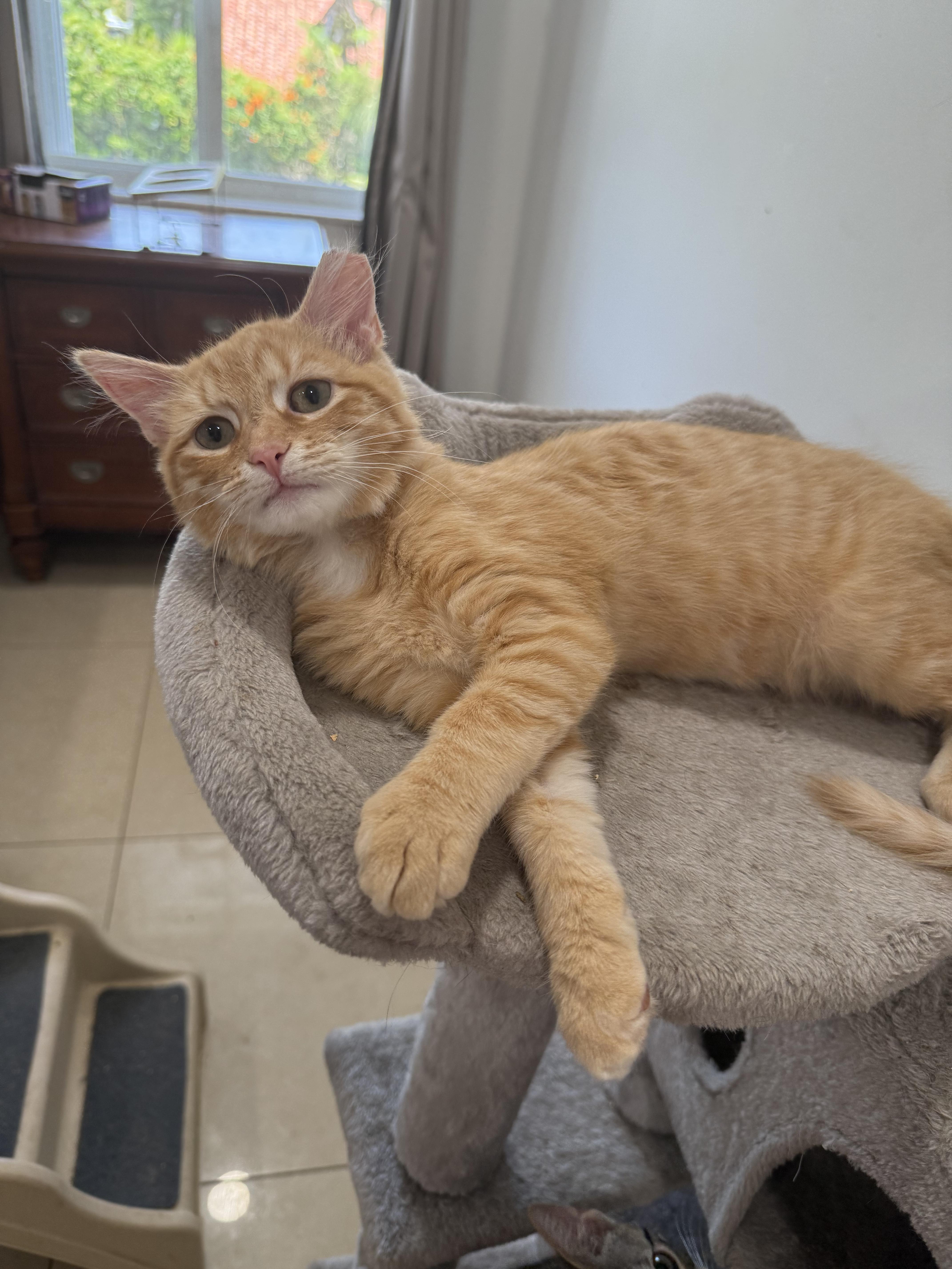 Enlarge Eyore, an adopted Domestic Medium Hair in Boston, MA image 2/6