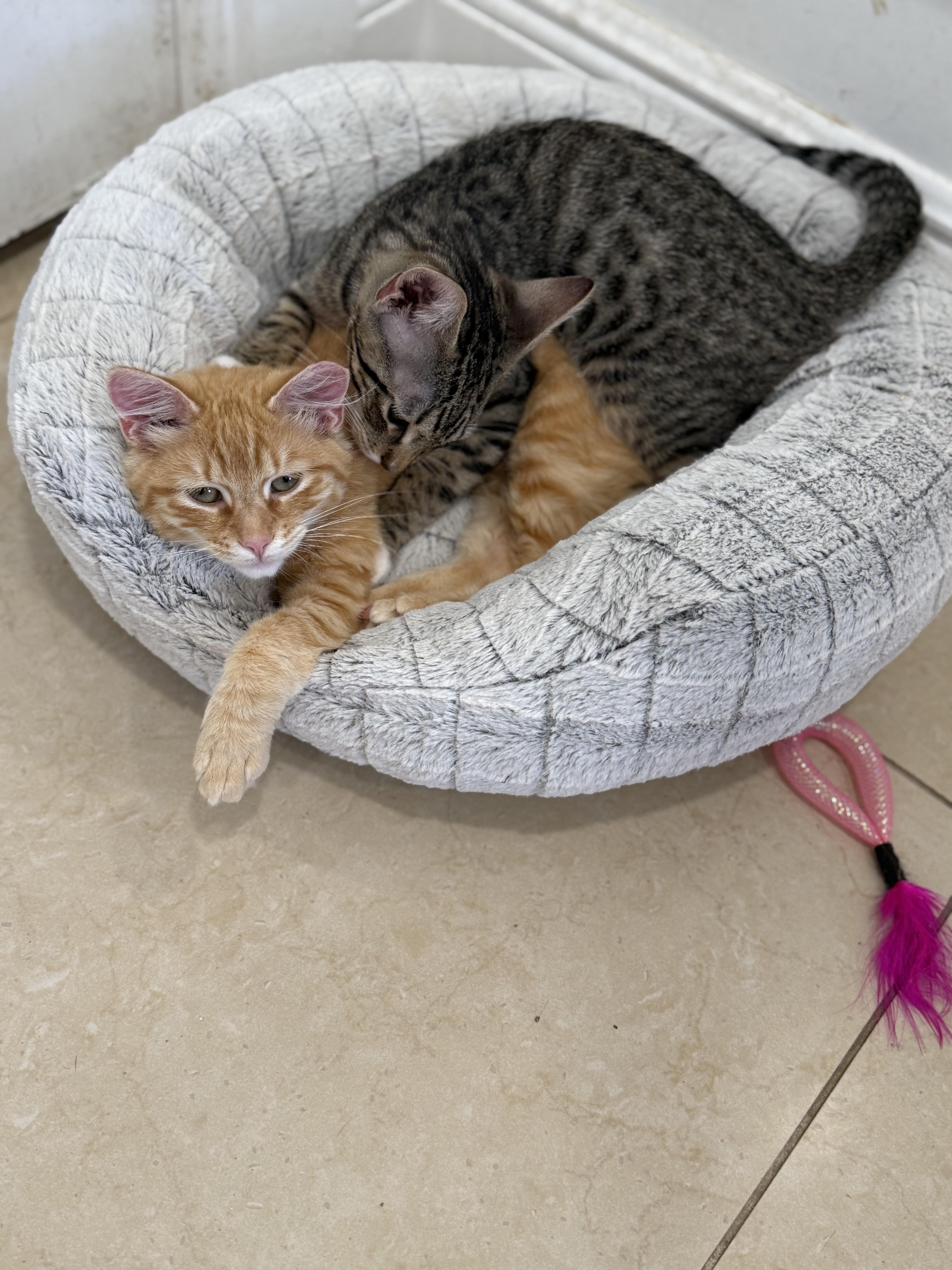 Enlarge Eyore, an adopted Domestic Medium Hair in Boston, MA image 6/6