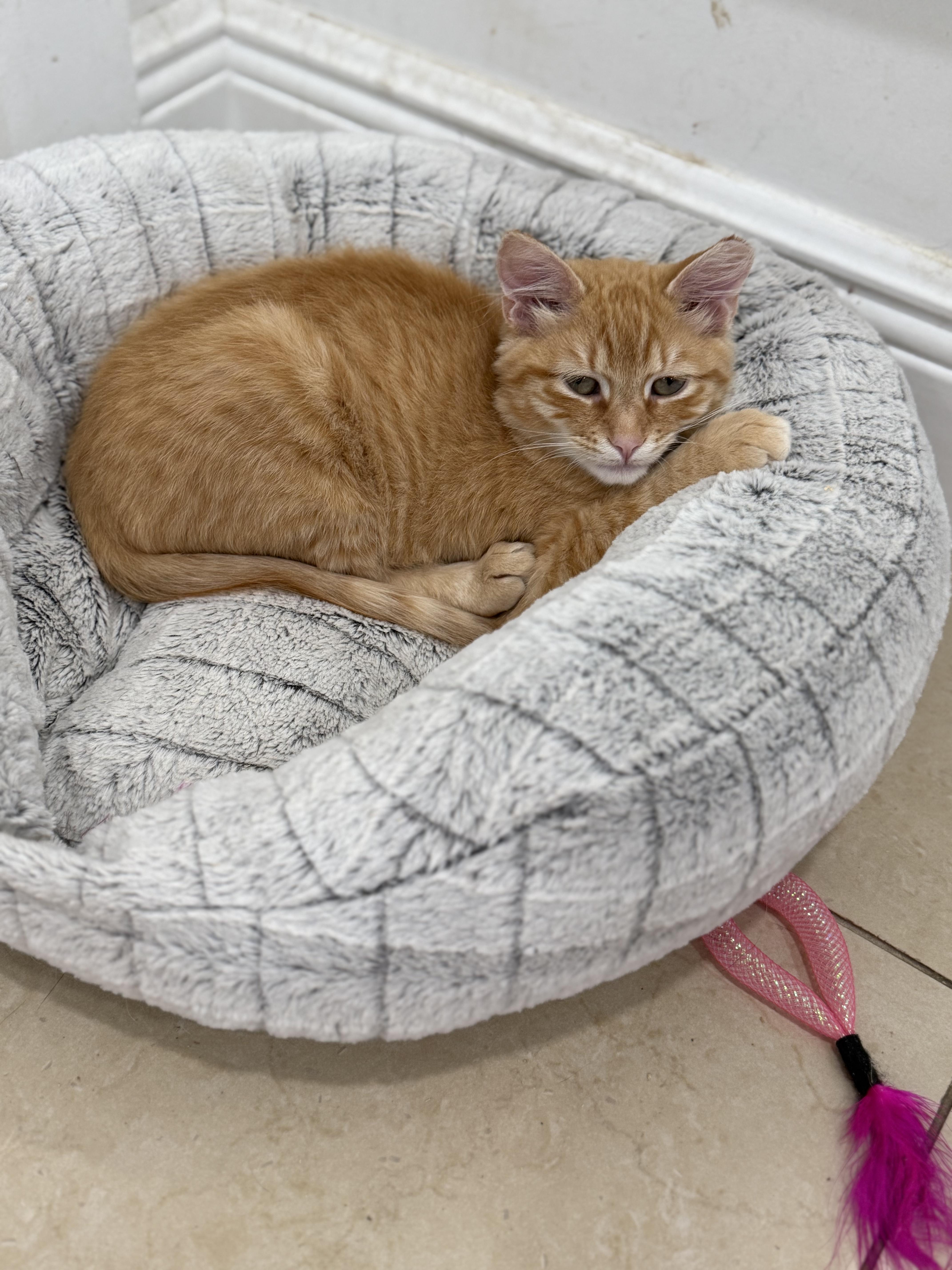 Enlarge Eyore, an adopted Domestic Medium Hair in Boston, MA image 5/6
