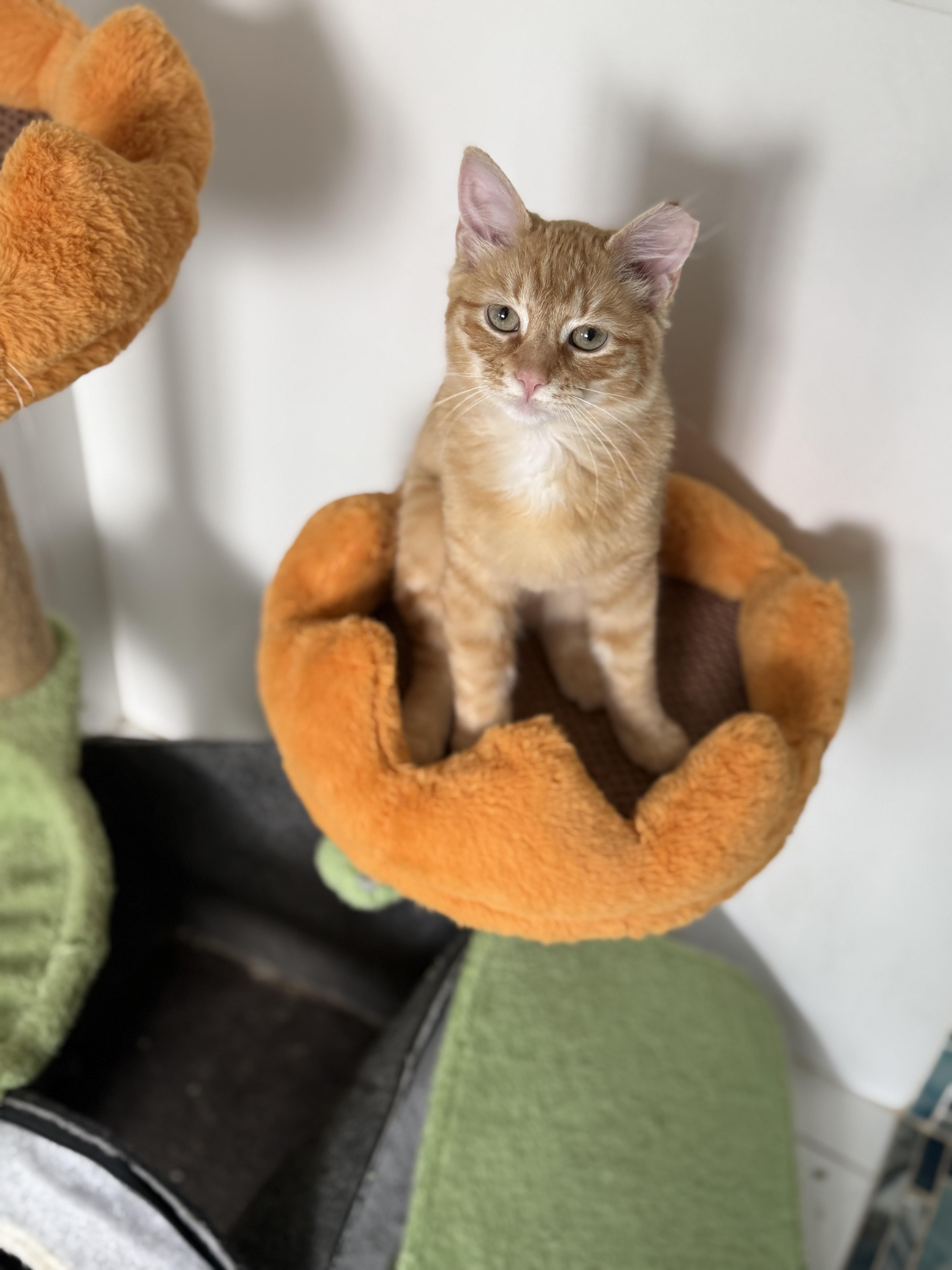Enlarge Eyore, an adopted Domestic Medium Hair in Boston, MA image 4/6