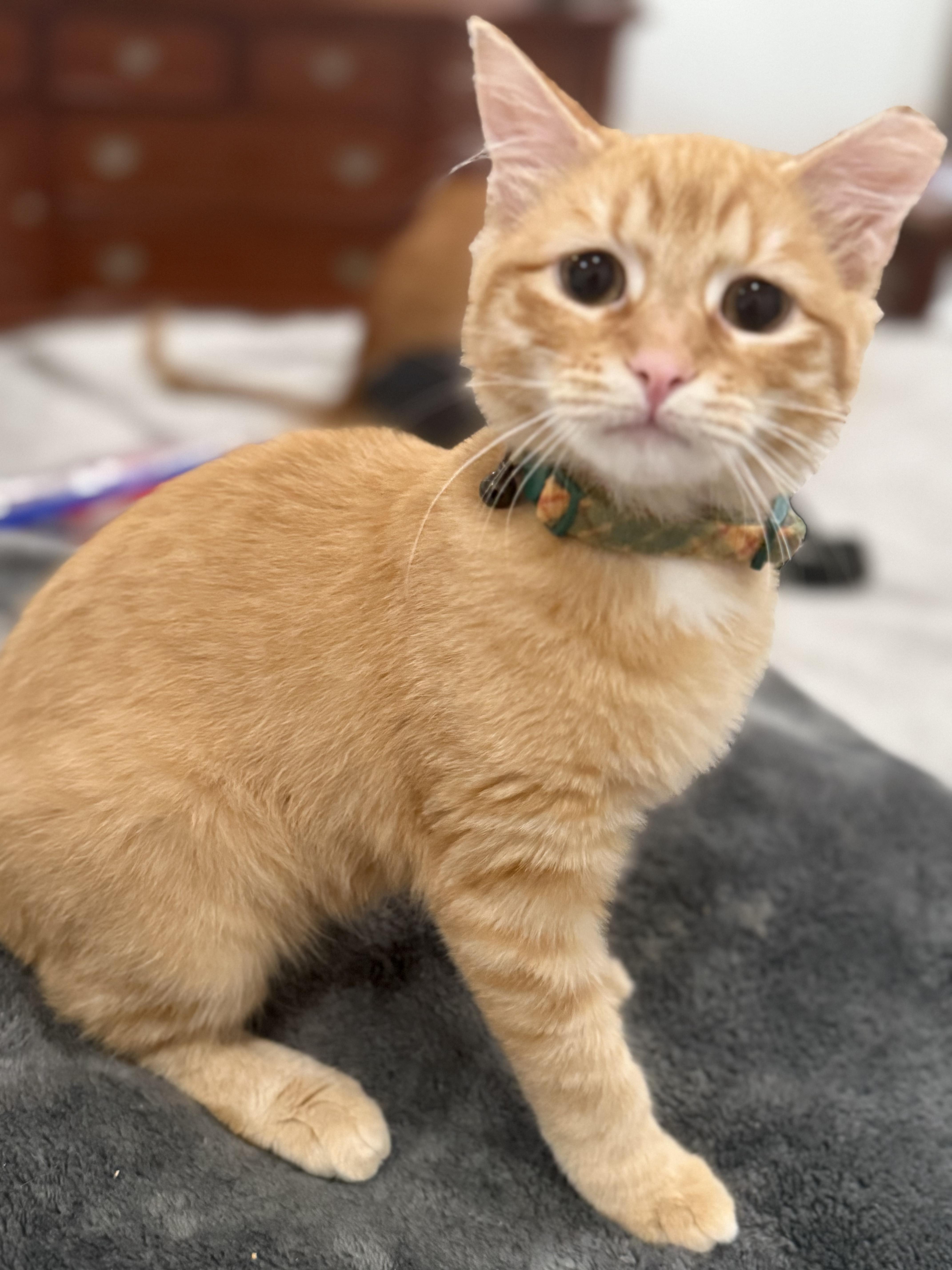 Enlarge Eyore, an adopted Domestic Medium Hair in Boston, MA image 3/6