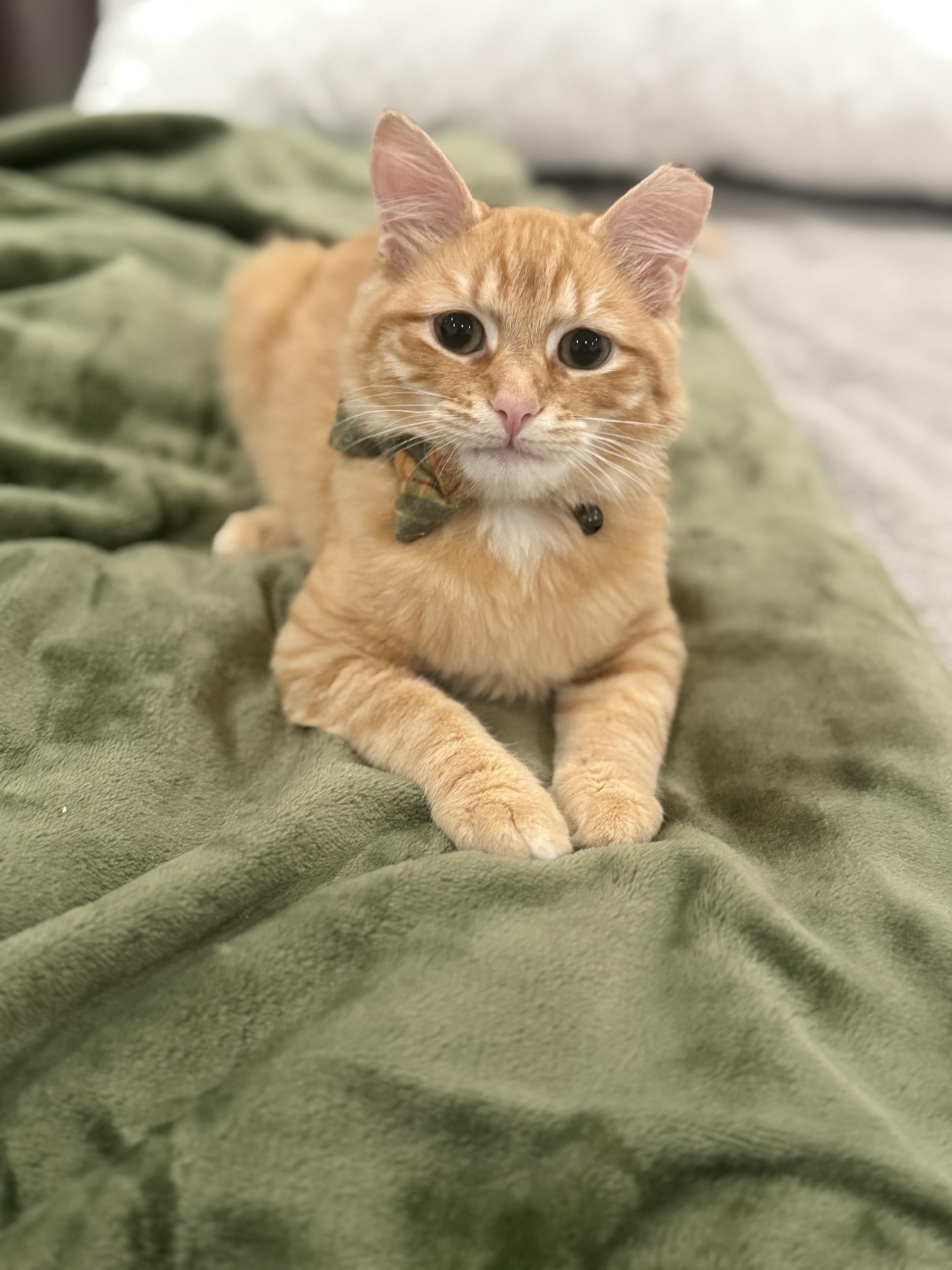 Eyore, adopted, Kitten Male Domestic Medium Hair.