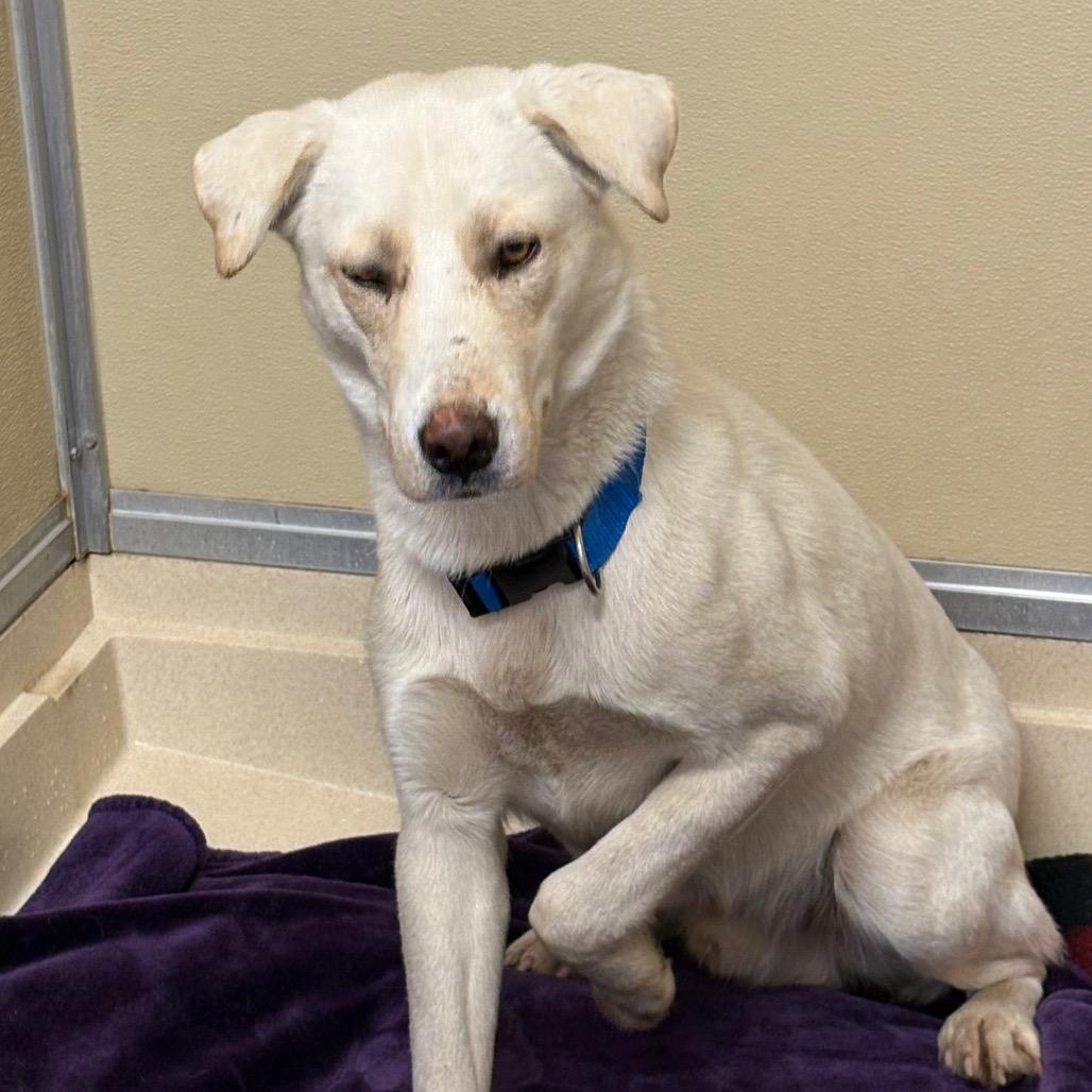 Dylan, a Adoptable mixed breed in Tulsa, OK image 1/6