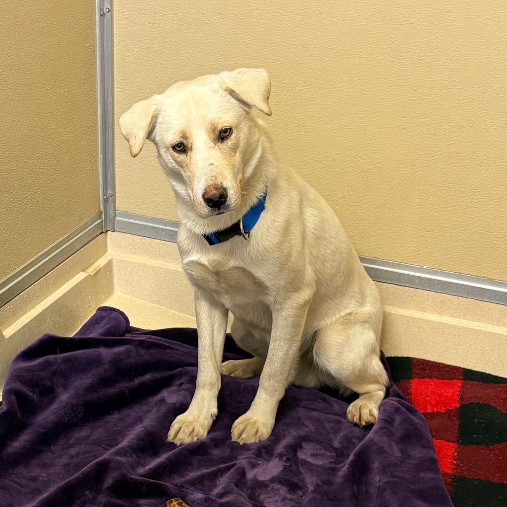 Dylan, a Adoptable mixed breed in Tulsa, OK image 3/6