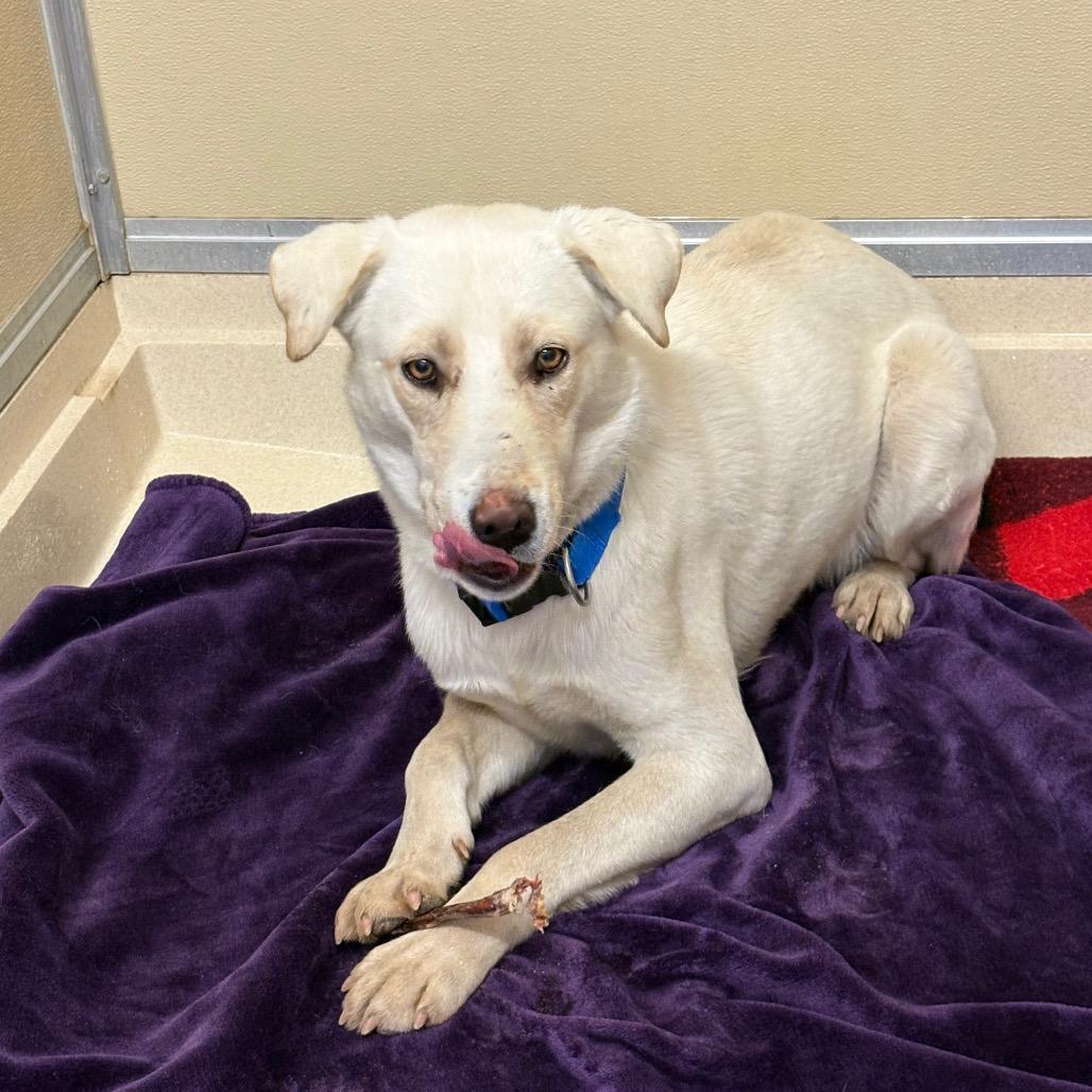 Dylan, a Adoptable mixed breed in Tulsa, OK image 4/6