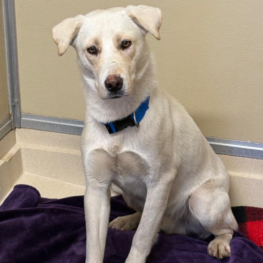 Dylan, a Adoptable mixed breed in Tulsa, OK image 6/6