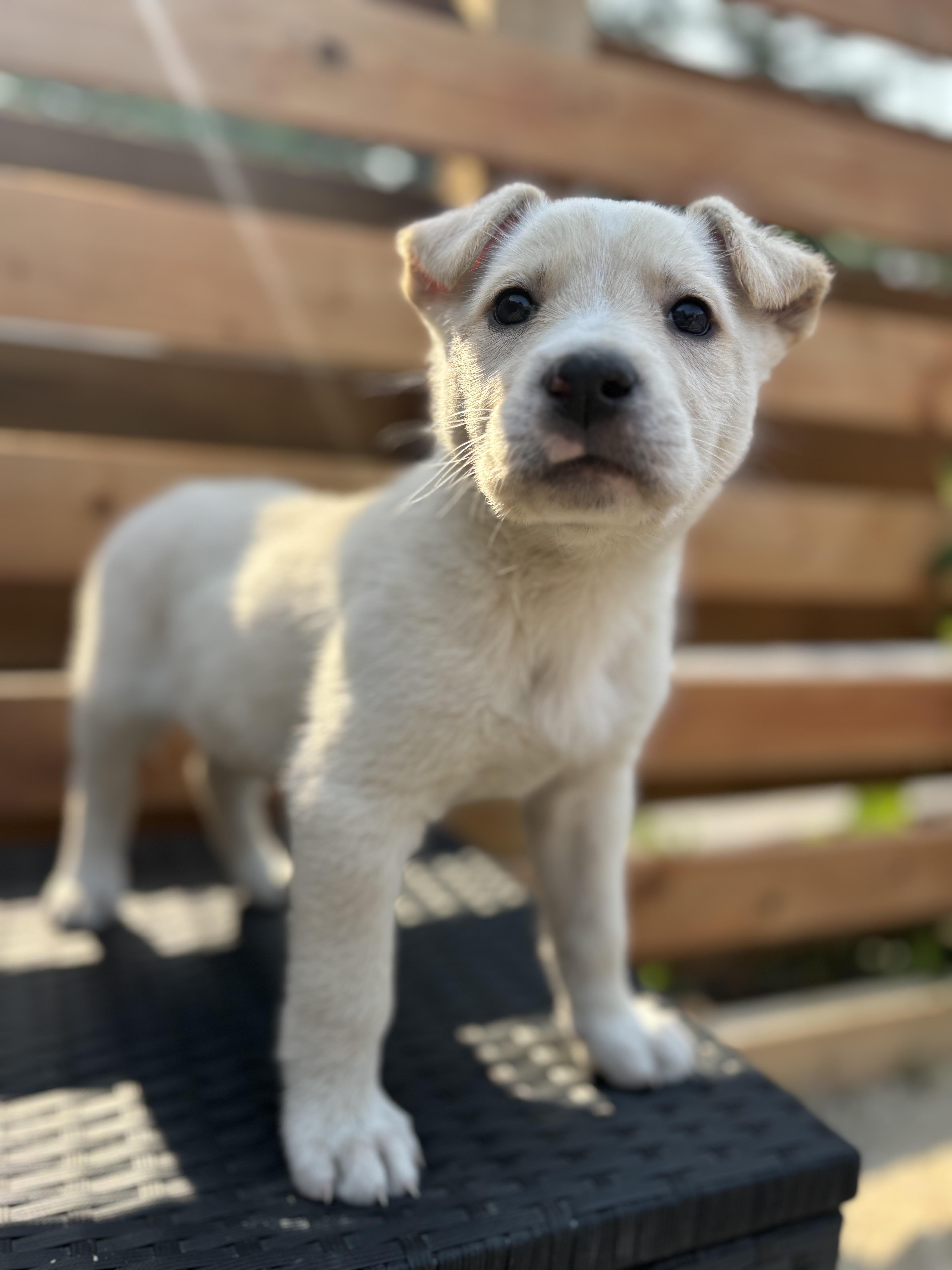 Cheeto, an adoptable Collie in Winnipeg, MB, R2R 1s1 | Photo Image 3