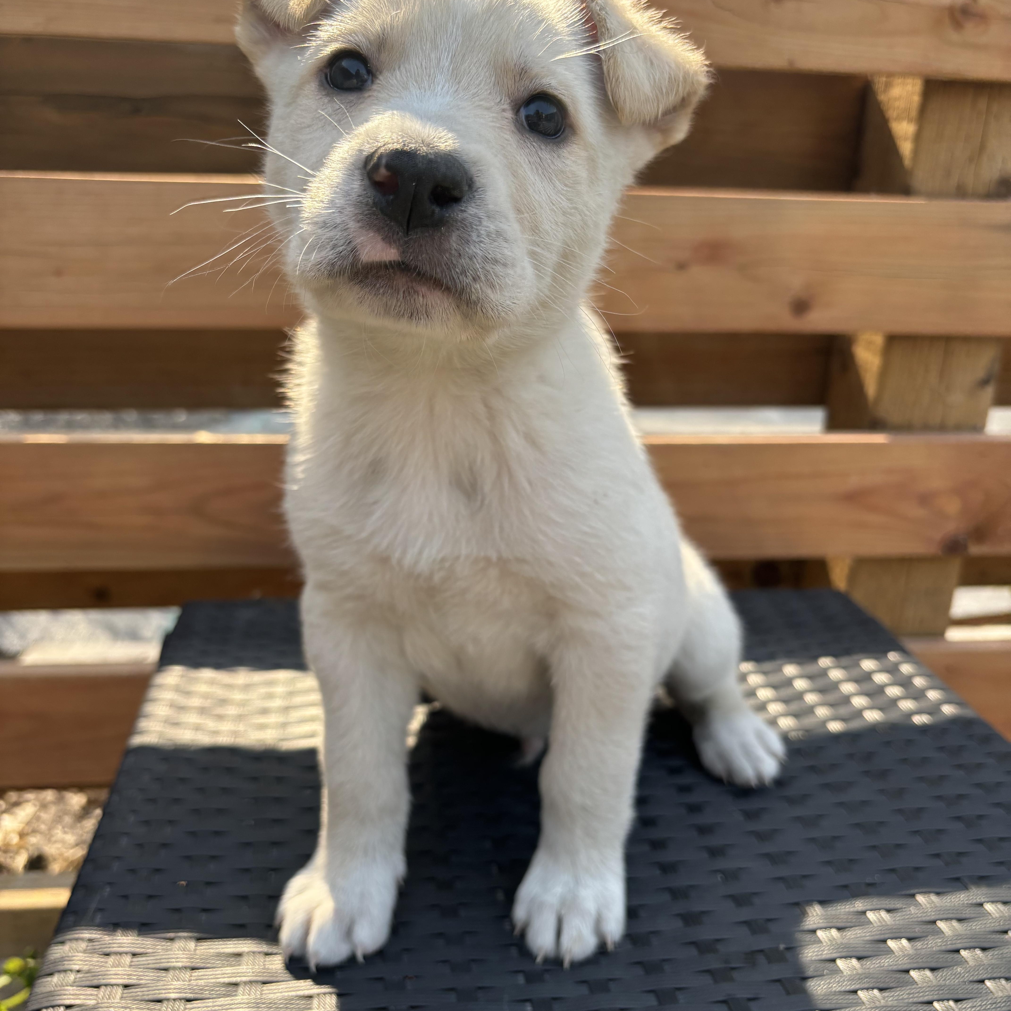 Cheeto, an adoptable Collie in Winnipeg, MB, R2R 1s1 | Photo Image 4