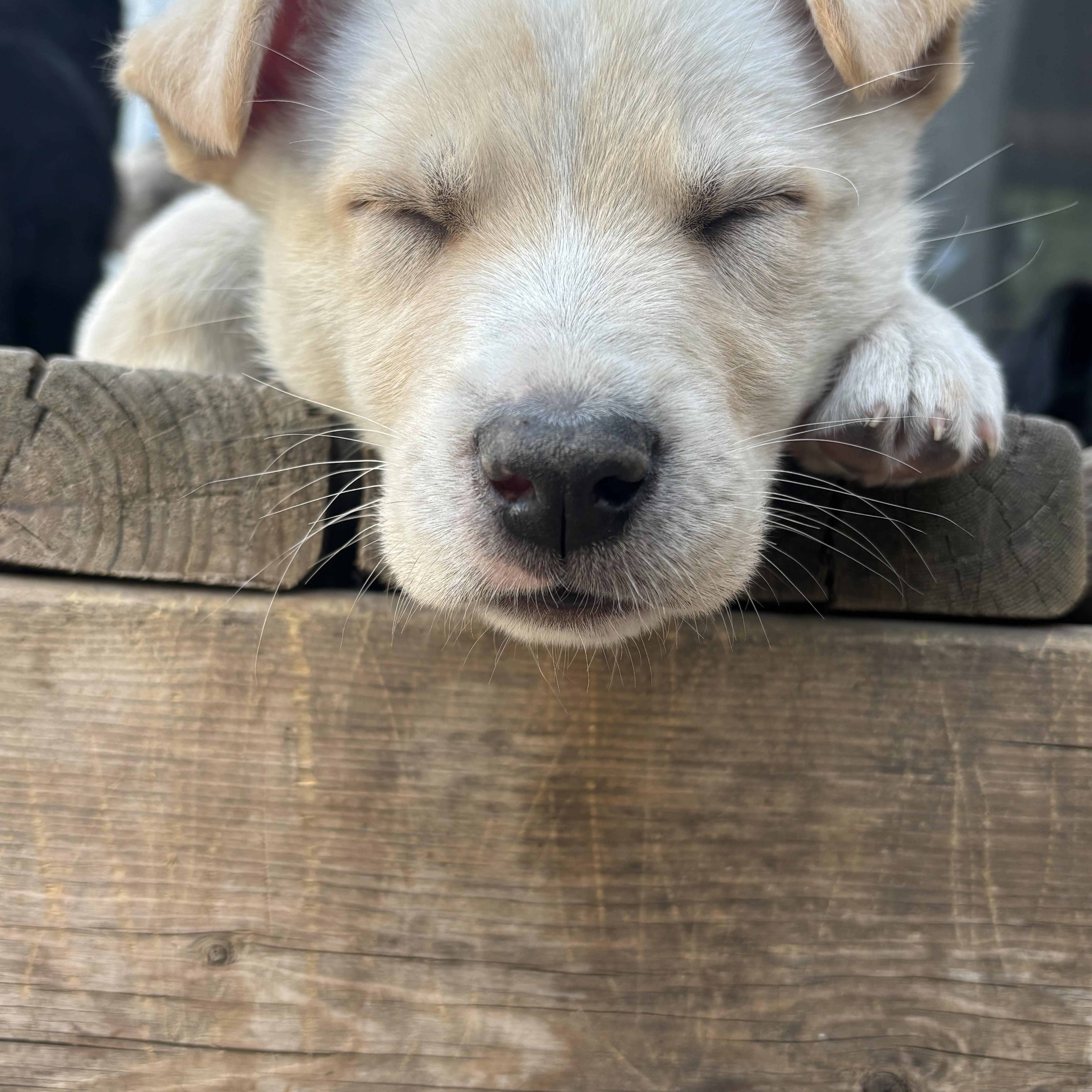 Cheeto, an adoptable Collie in Winnipeg, MB, R2R 1s1 | Photo Image 2