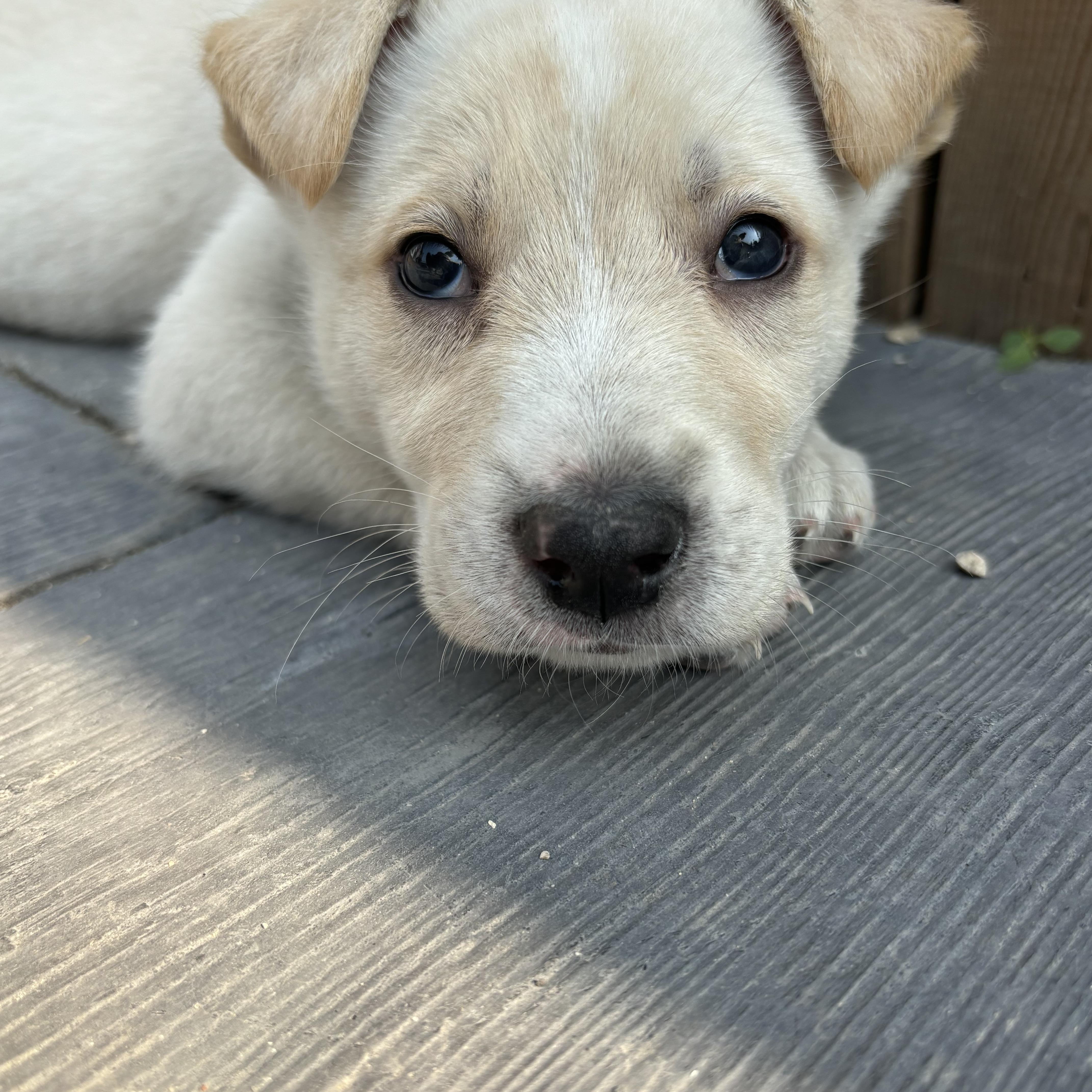 Cheeto, an adoptable Collie in Winnipeg, MB, R2R 1s1 | Photo Image 5