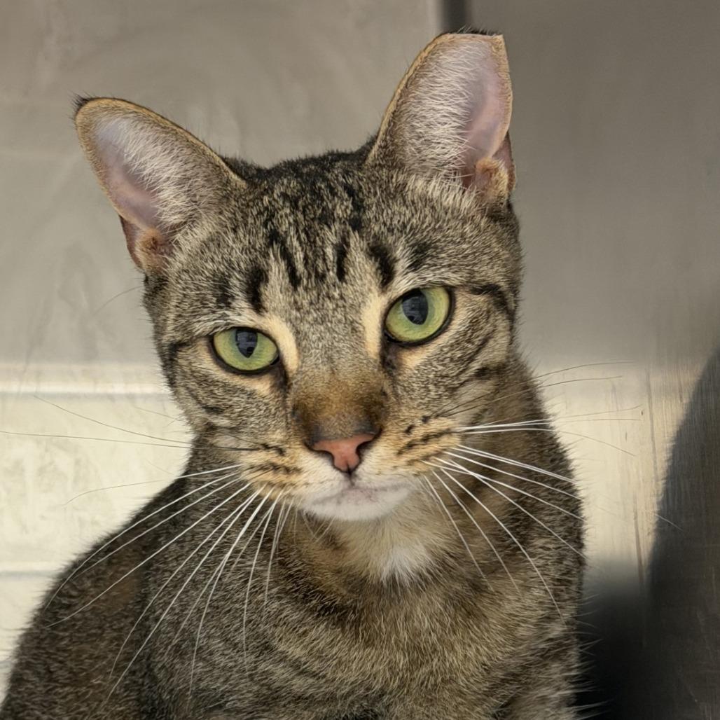 Can I pet that dog?, Adoptable, Adult Female Domestic Short Hair.