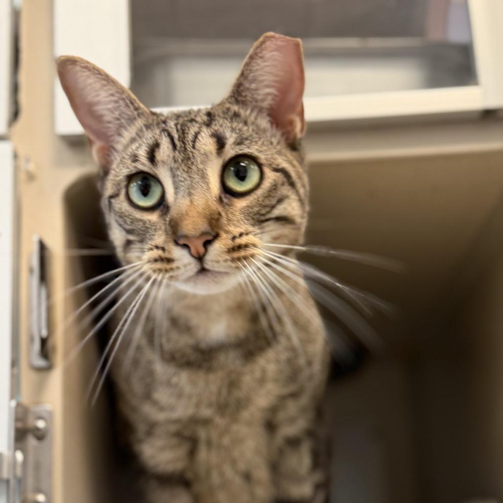 Enlarge Can I pet that dog?, a Adoptable Domestic Short Hair in Gloucester, VA image 2/2
