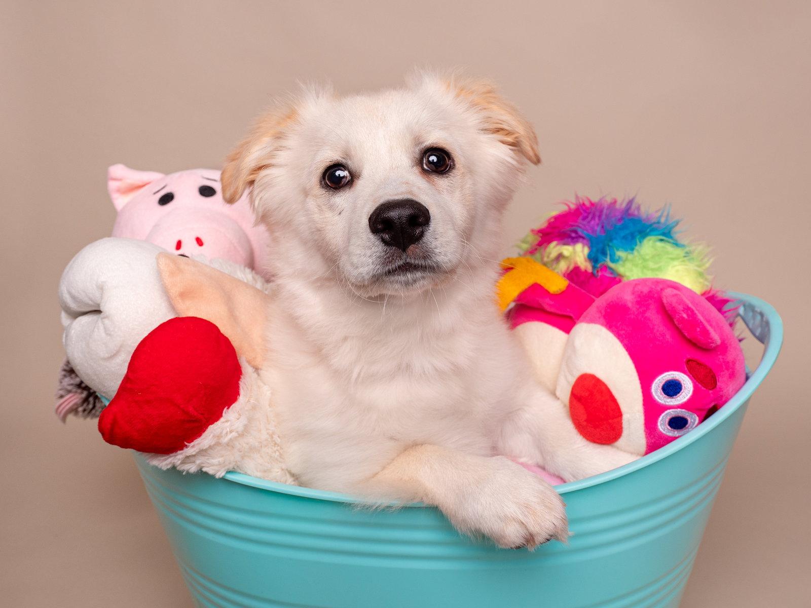 Enlarge Toy Box: Glo Worm, a Adopted mixed breed in Palo Alto, CA image 1/3