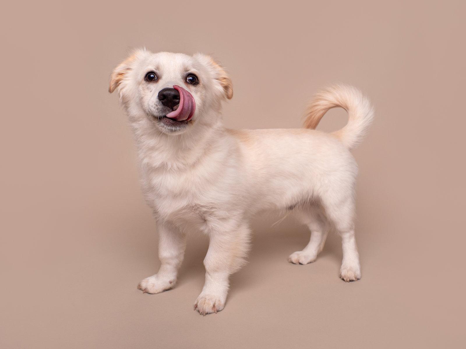 Enlarge Toy Box: Glo Worm, a Adopted mixed breed in Palo Alto, CA image 3/3