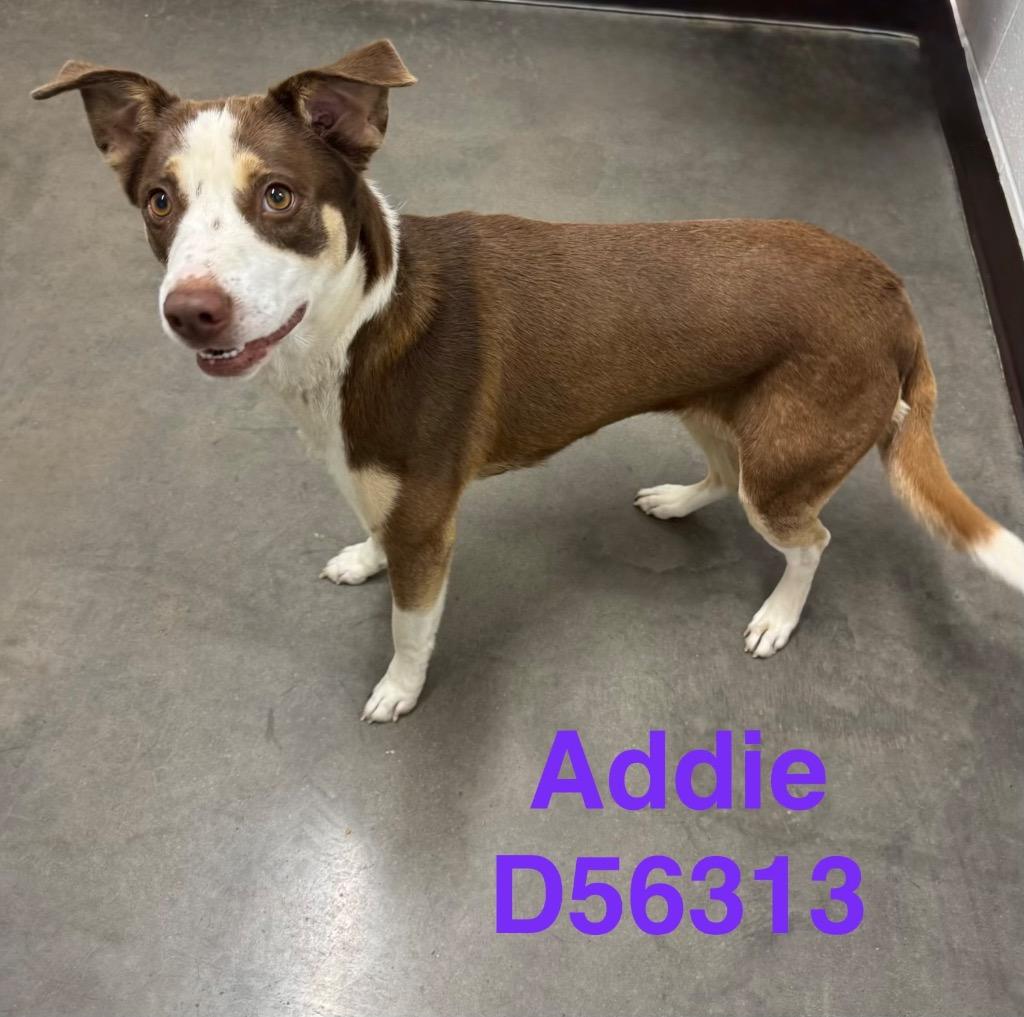 Enlarge Addie, a Adoptable Mixed Breed in Clarksville, TN image 1/1