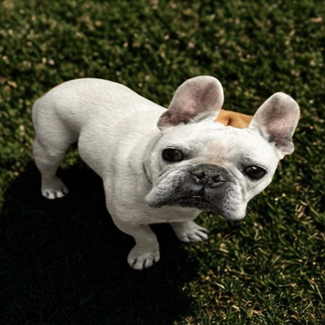 Frankie the Talking Frenchie, Adoptable, Adult Male French Bulldog.