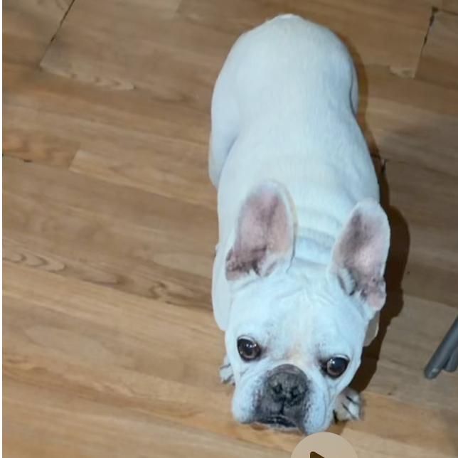 Frankie the Talking Frenchie, Adoptable, Adult Male French Bulldog.