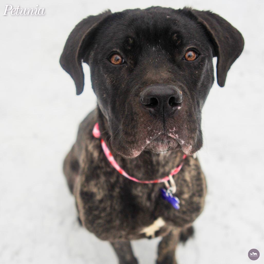 Petunia, a Adoptable Mixed Breed in Hopkinton, MA image 1/6