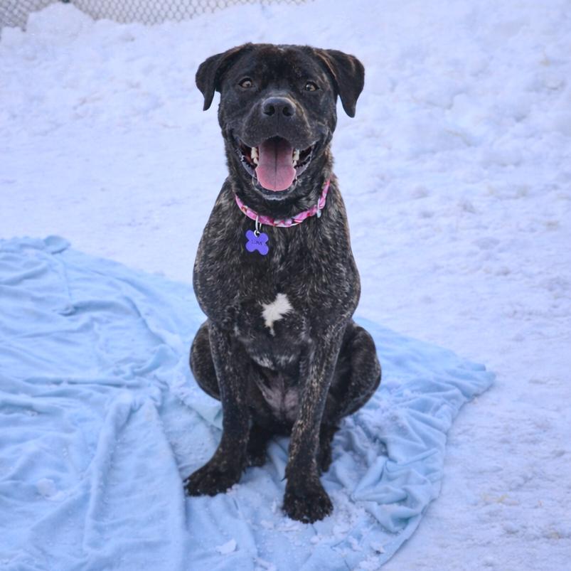 Petunia, a Adoptable Mixed Breed in Hopkinton, MA image 2/6