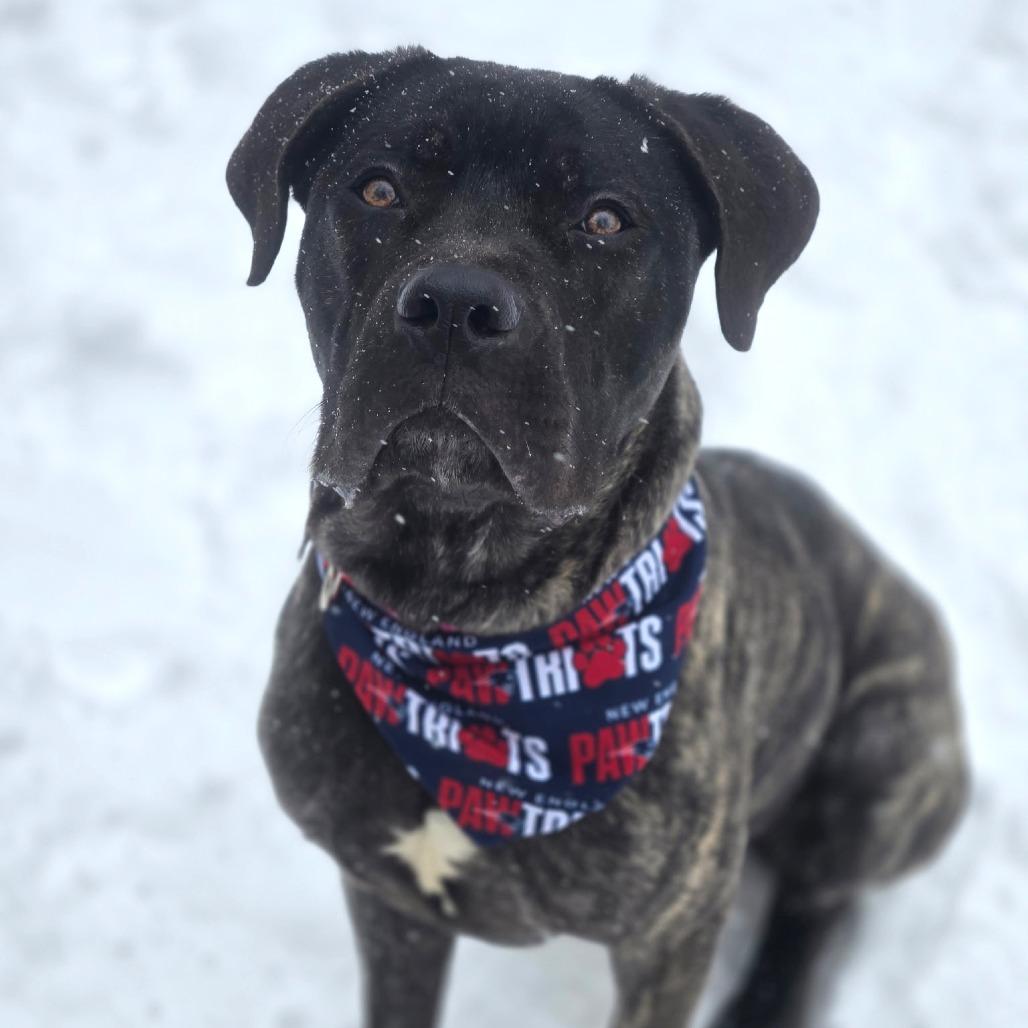 Petunia, a Adoptable Mixed Breed in Hopkinton, MA image 3/6