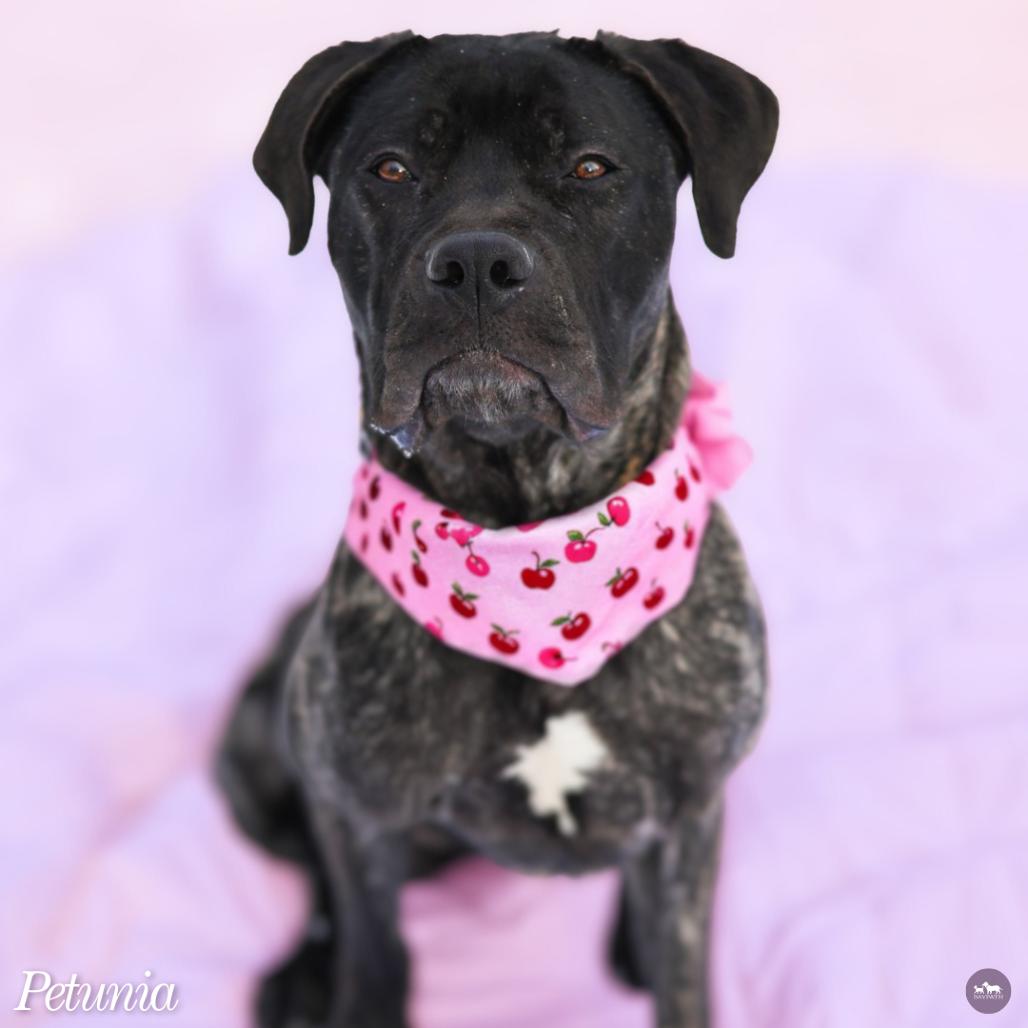 Petunia, a Adoptable Mixed Breed in Hopkinton, MA image 4/6