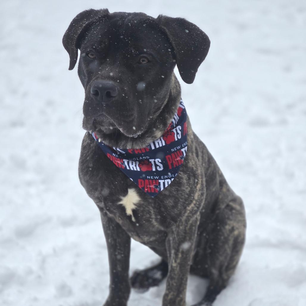 Petunia, a Adoptable Mixed Breed in Hopkinton, MA image 5/6