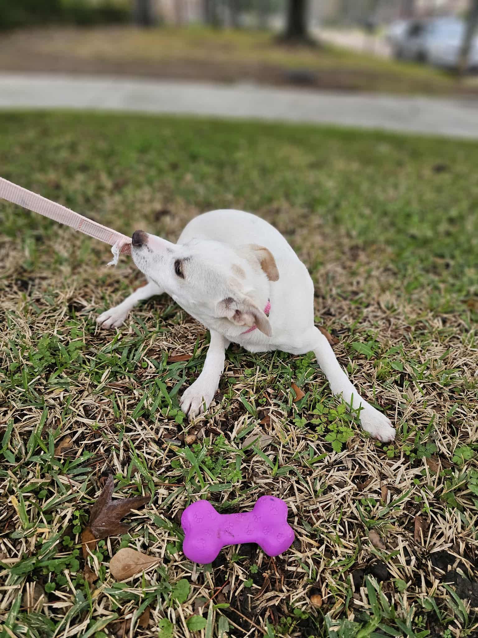 Fruity , a Adoptable mixed breed in COVINGTON, WA image 6/6